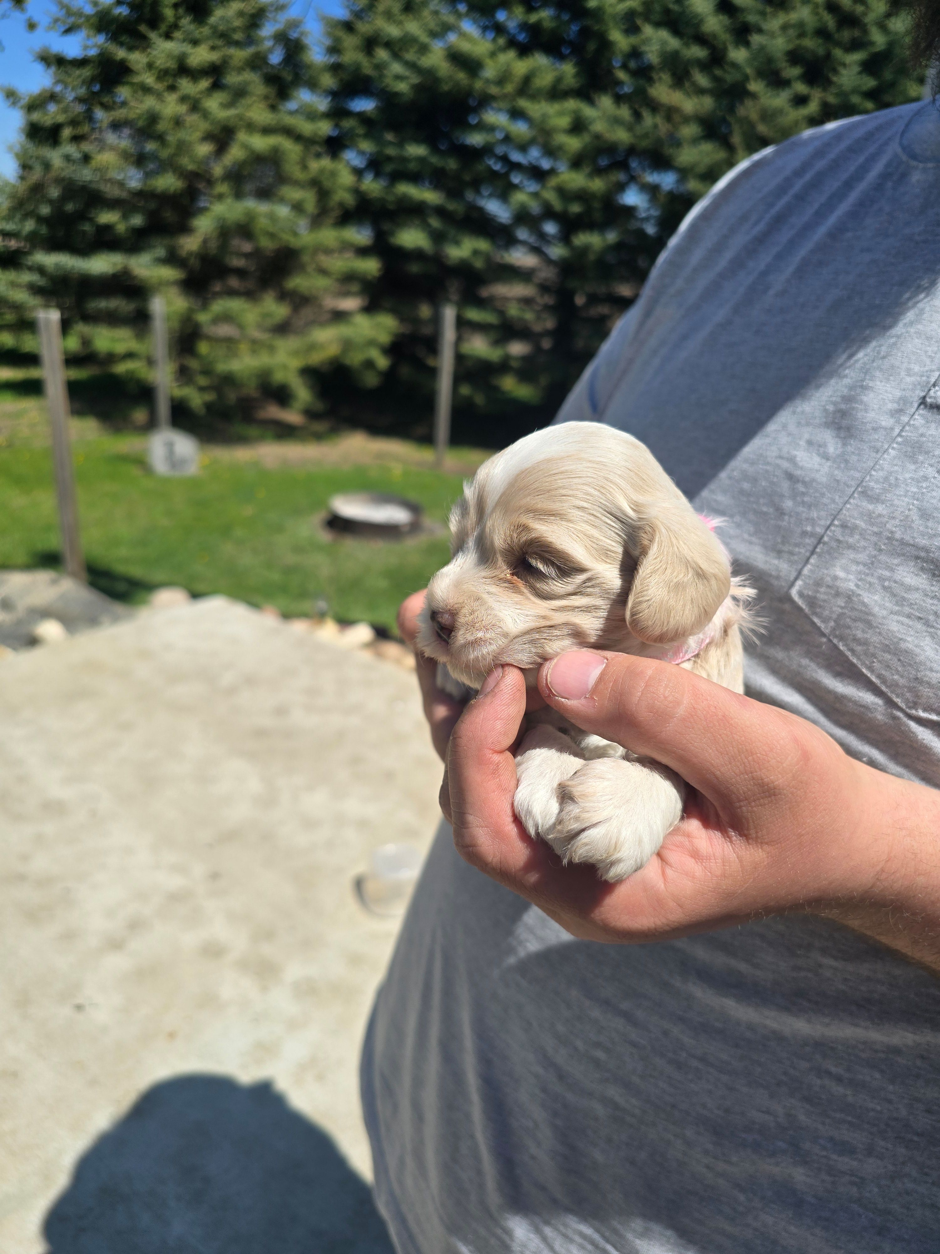 HONEY – Cockapoo puppy for sale in Worthington, MN