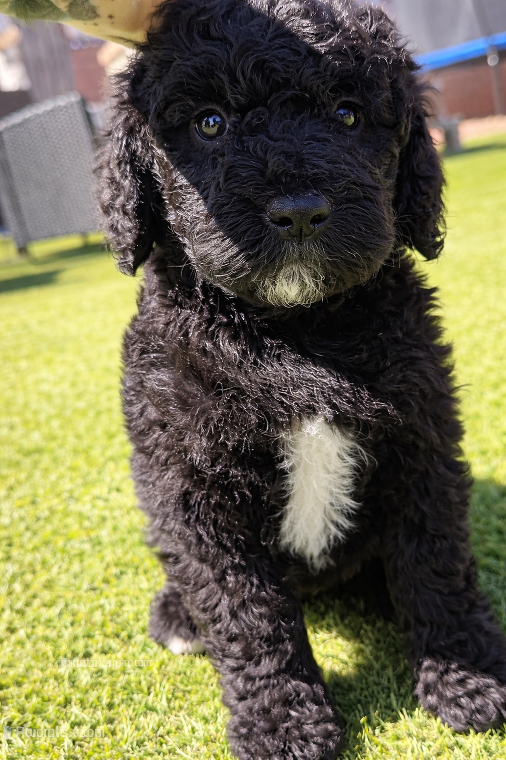 AKC FEMALE – Poodle - Standard  puppy for sale in Sierra Vista, AZ