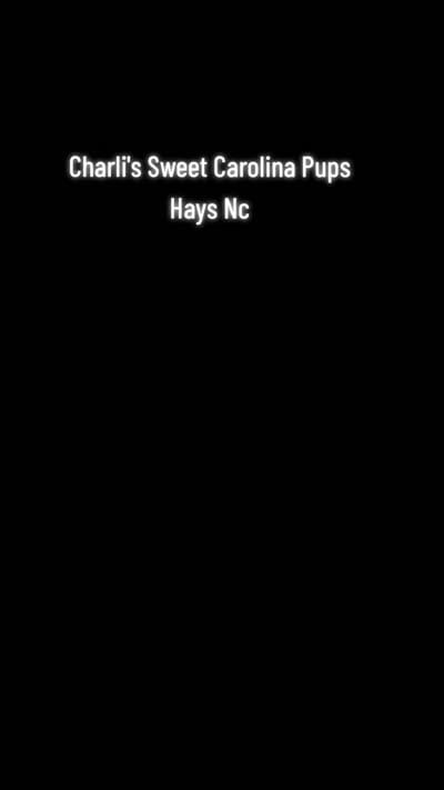 Hersey, a male Miniature Dachshund for sale in Hays, NC – 1 of 1