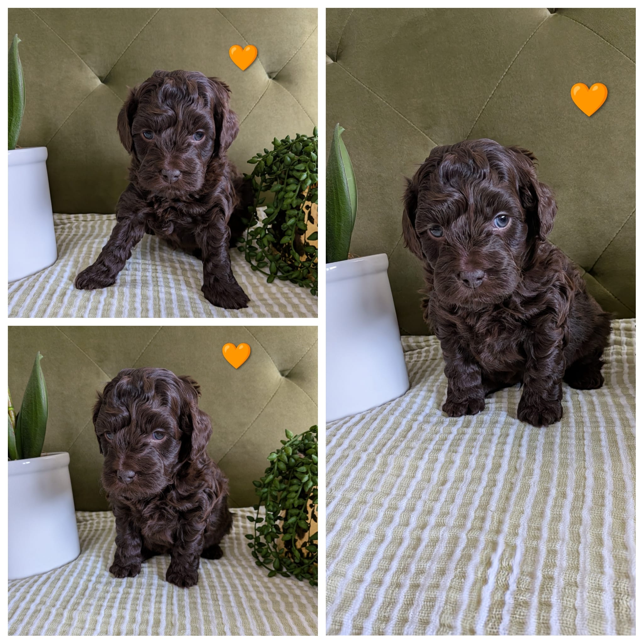 Orange  – Cockapoo puppy for sale in Idaho Falls, ID