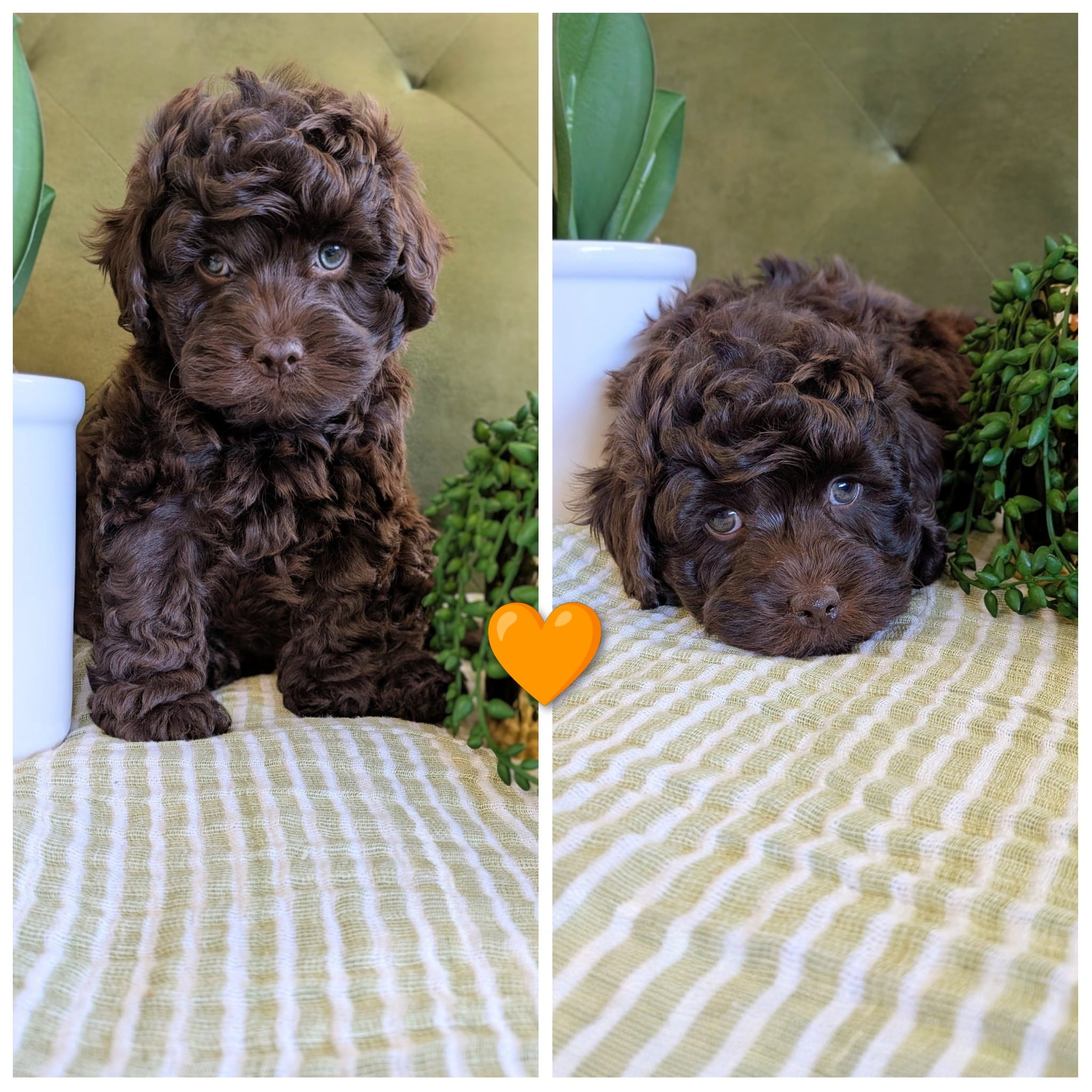 Orange  – Cockapoo puppy for sale in Idaho Falls, ID