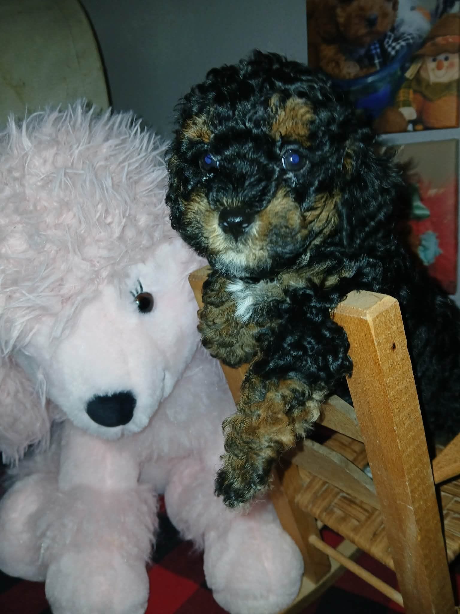 Fancy – Poodle - Toy  puppy for sale in Mount Vernon, MO