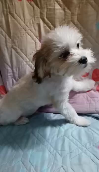 Wags, a male Mal Shi for sale in Mount Vernon, MO – 2 of 10