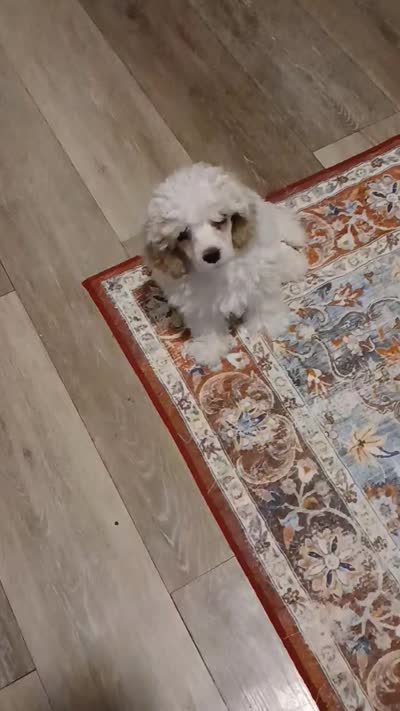 Sugar, a female Maltipoo for sale in Mount Vernon, MO – 2 of 3
