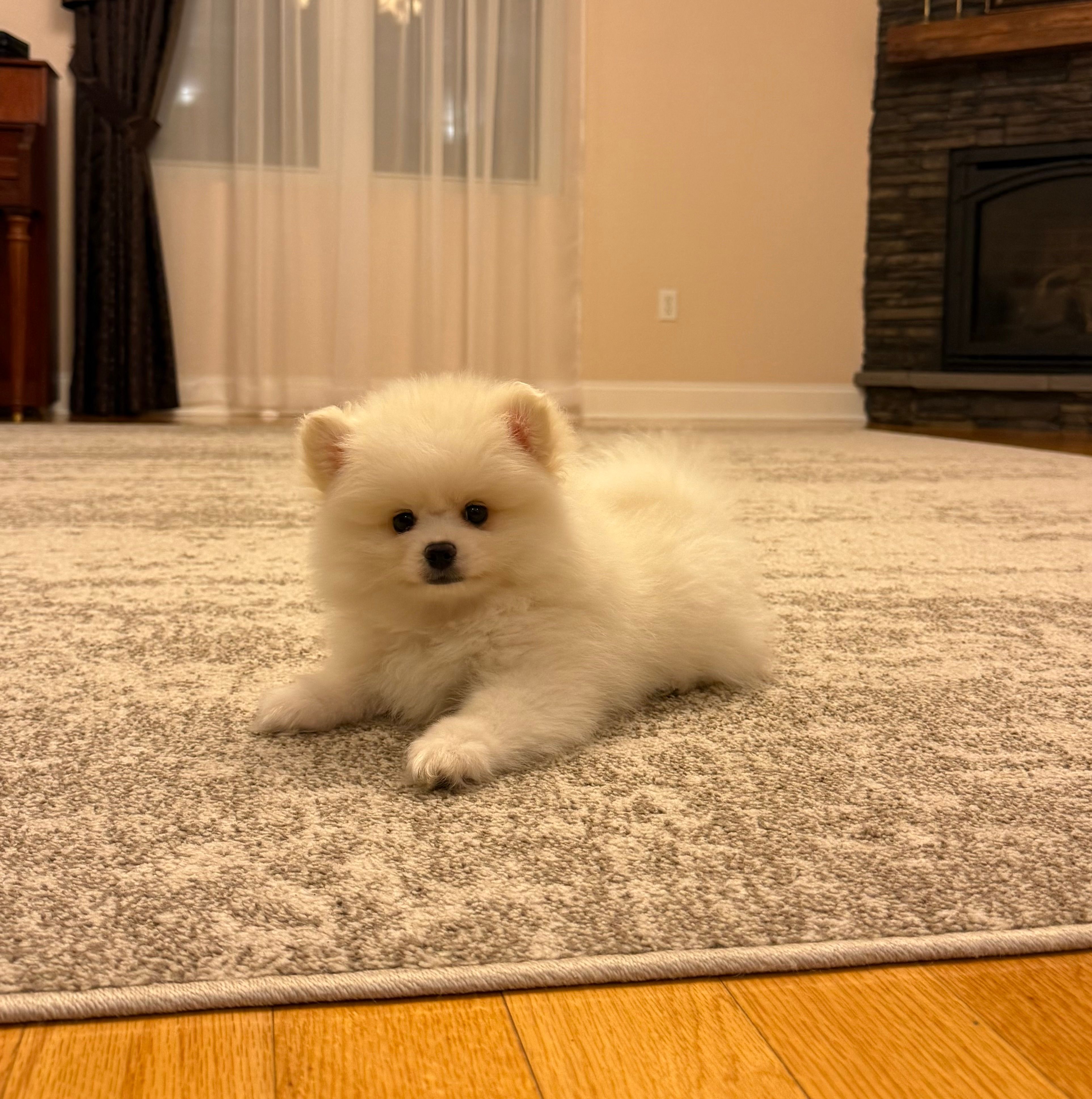 Teddy – Pomeranian puppy for sale in Harrisonburg, VA
