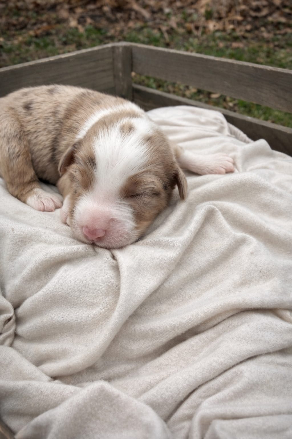 Rose – Miniature American Shepherd puppy for sale in Cambridge, MN