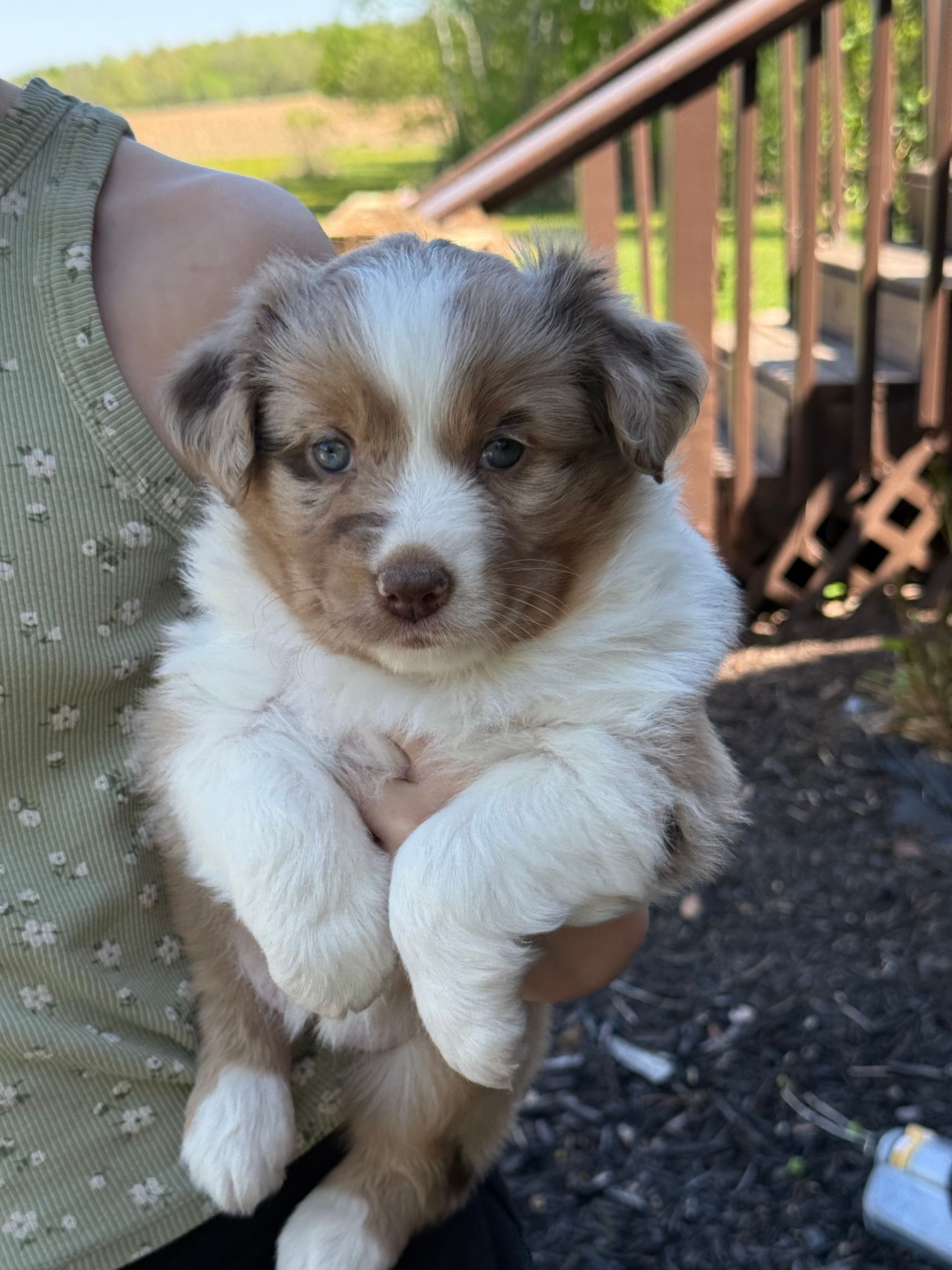 Dahlia – Miniature Australian Shepherd puppy for sale in Cambridge, MN