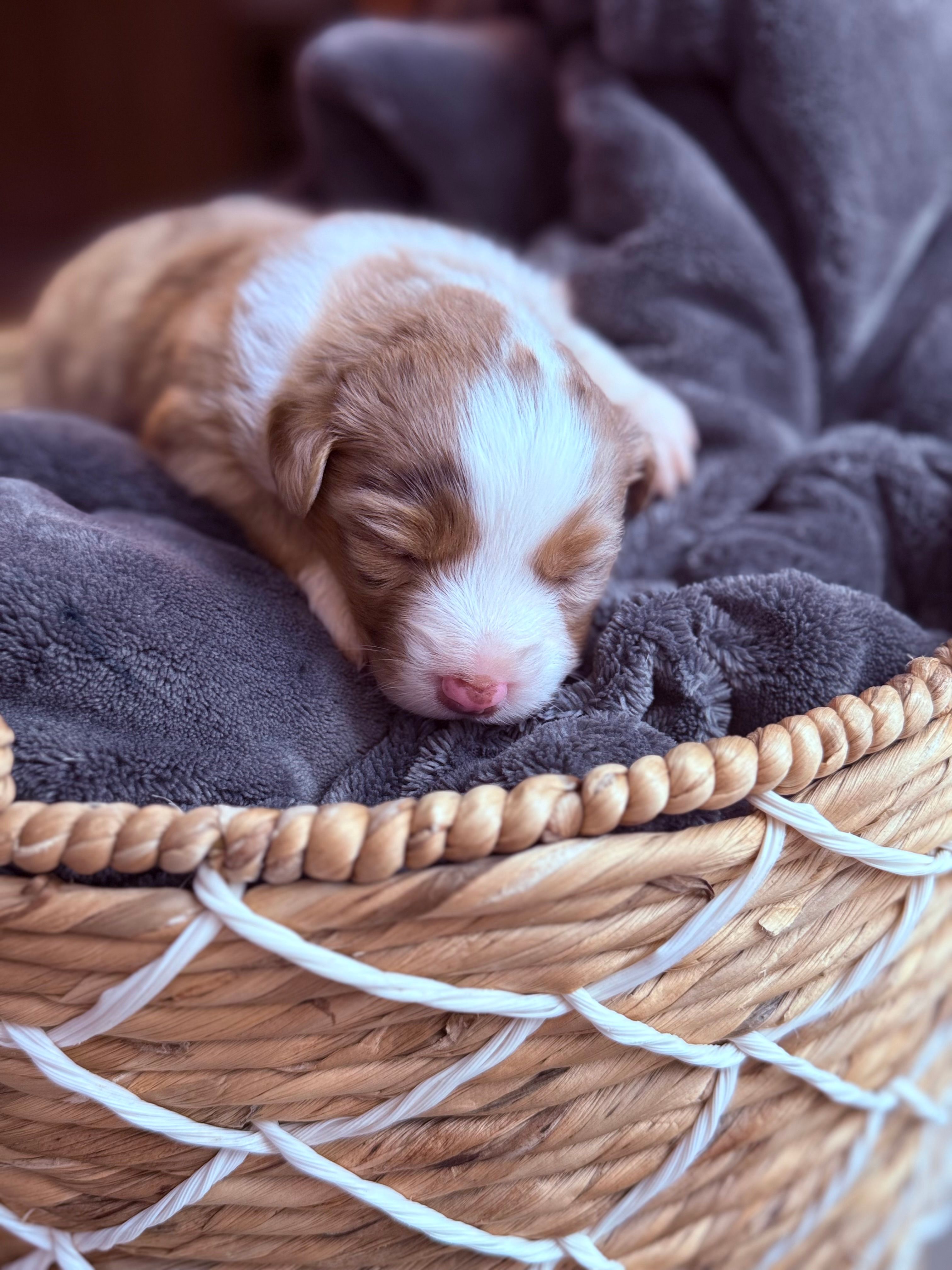 Rose – Miniature Australian Shepherd puppy for sale in Cambridge, MN