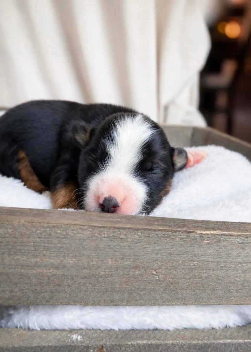 Ringer – Miniature Australian Shepherd puppy for sale in Cambridge, MN