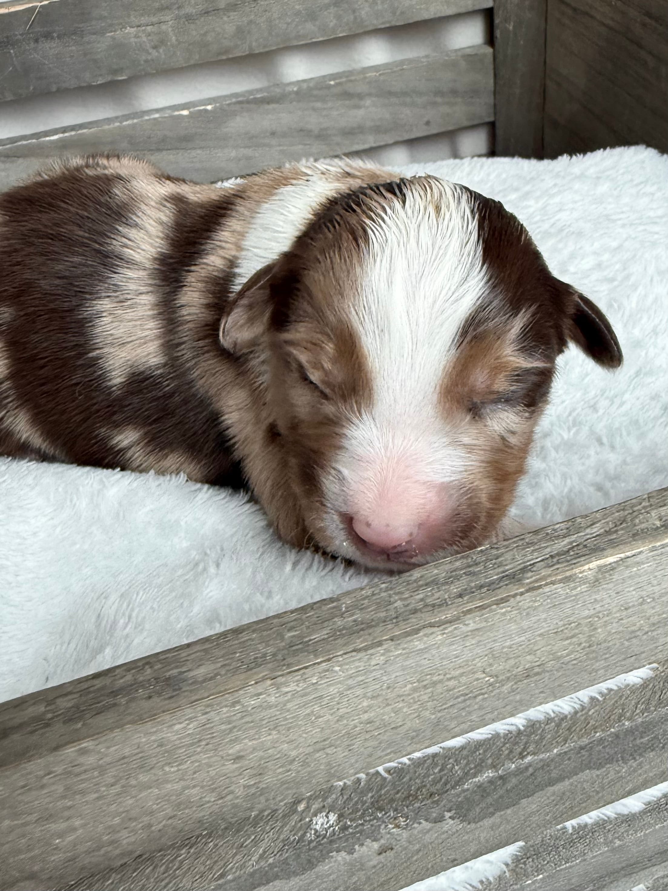 Holden – Miniature American Shepherd puppy for sale in Cambridge, MN