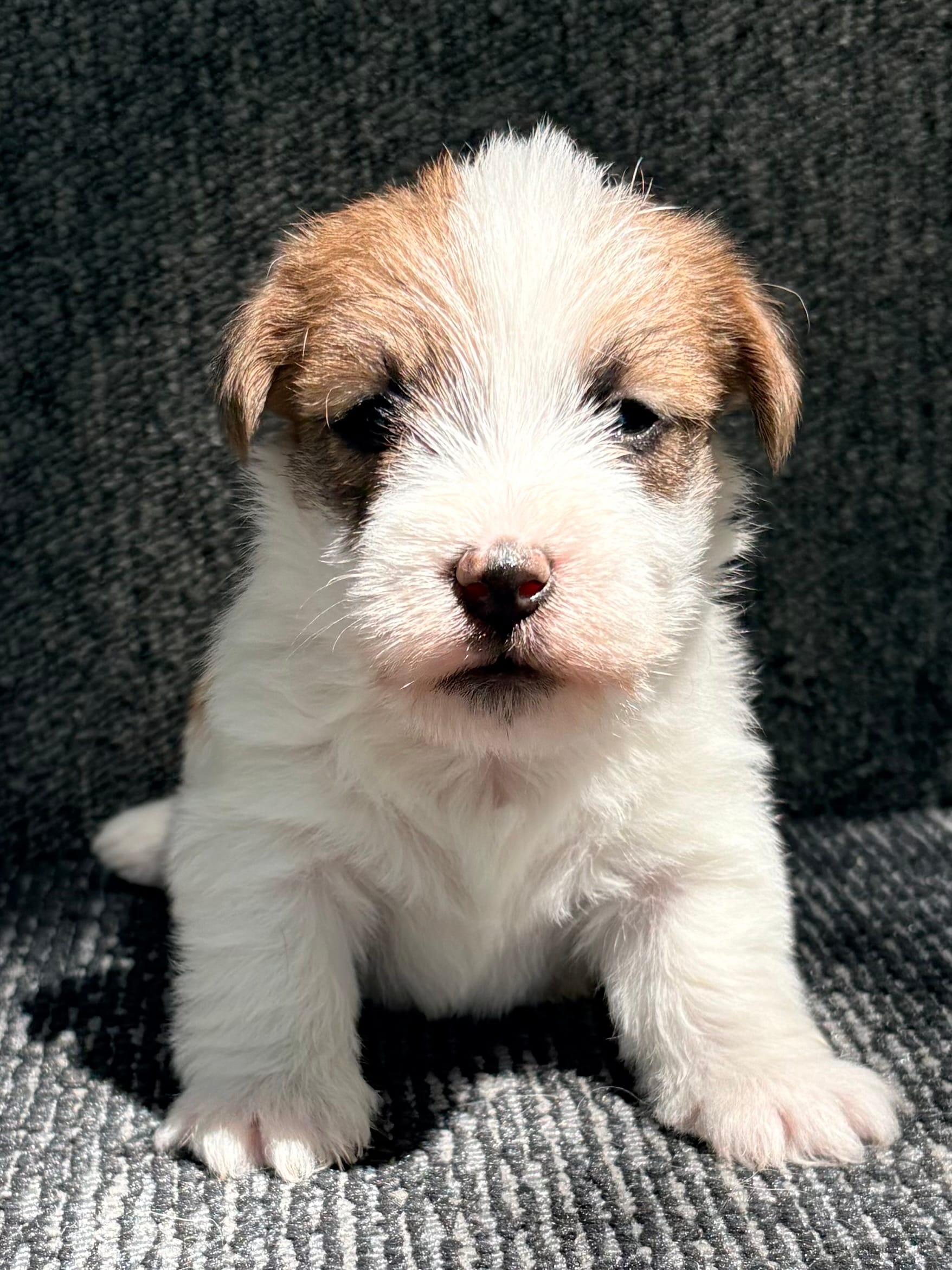 AKC ELI – Jack Russell Terrier puppy for sale in Westville, OK