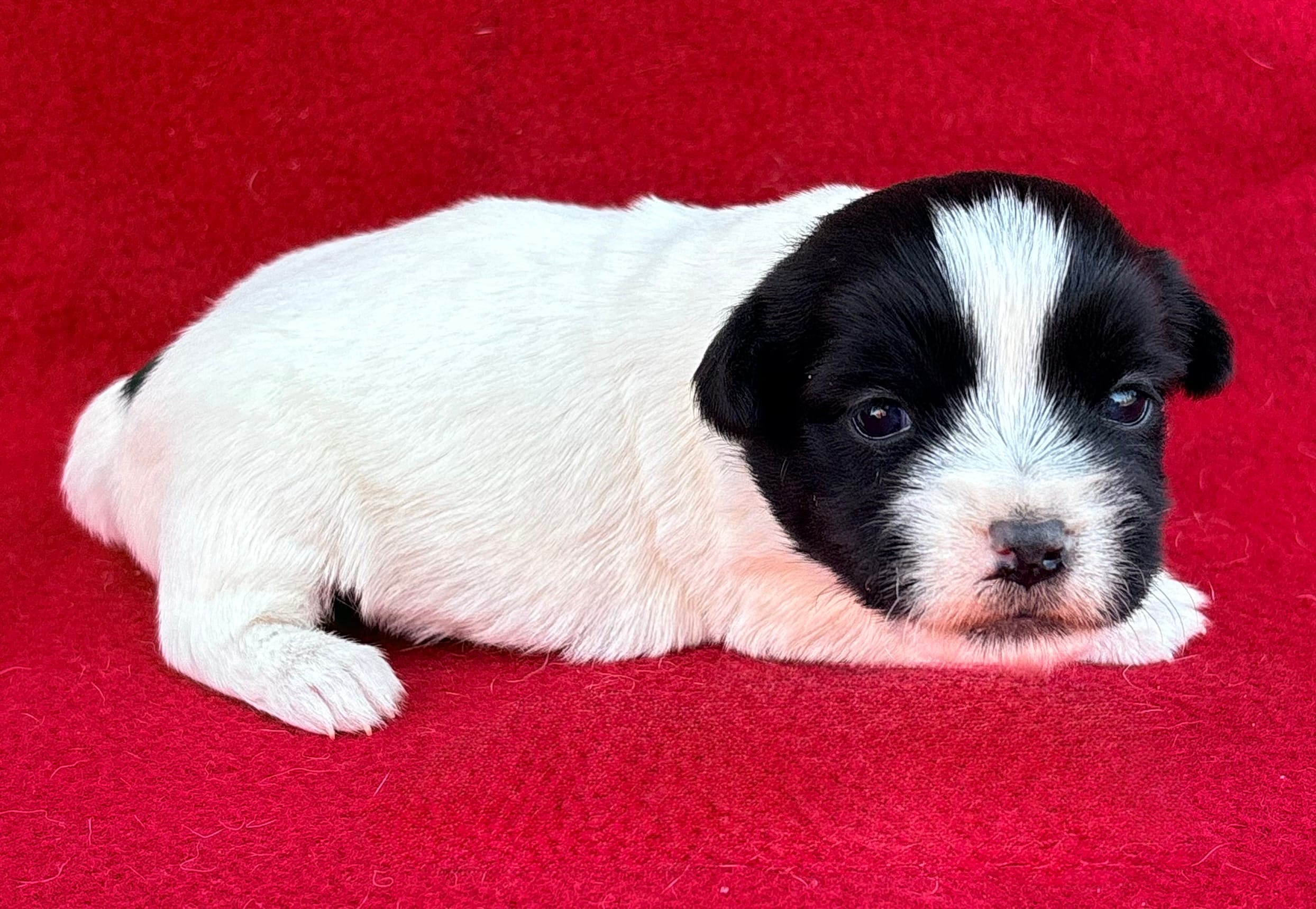 AKC Onyx – Jack Russell Terrier puppy for sale in Westville, OK
