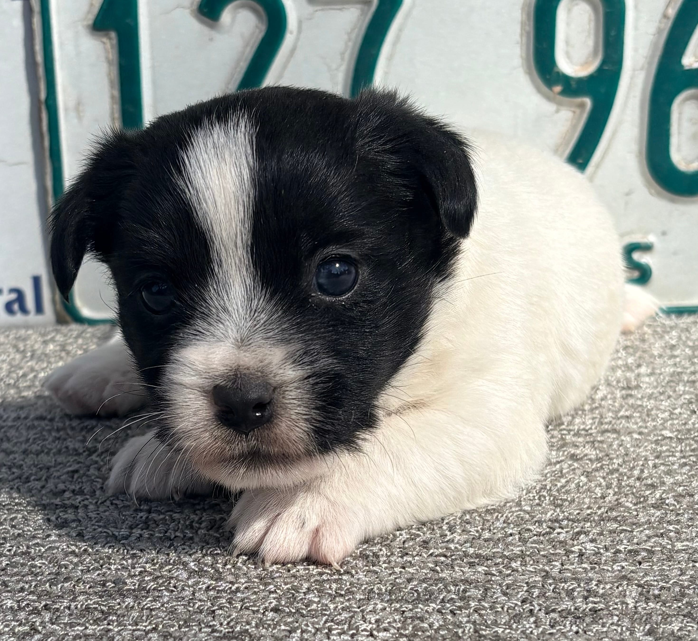 AKC Onyx – Jack Russell Terrier puppy for sale in Westville, OK