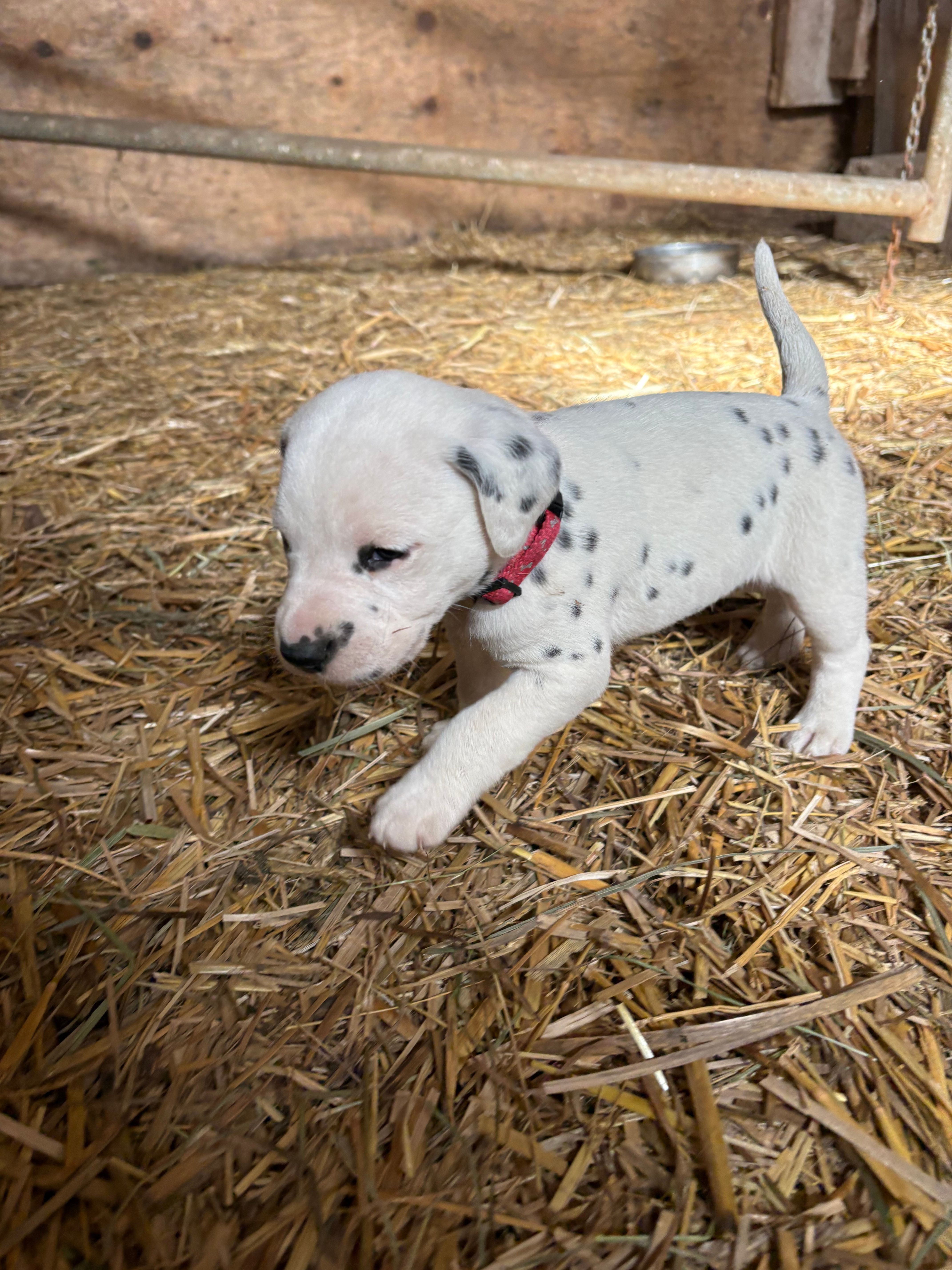 Murphy – Dalmatian puppy for sale in Richland Center, WI