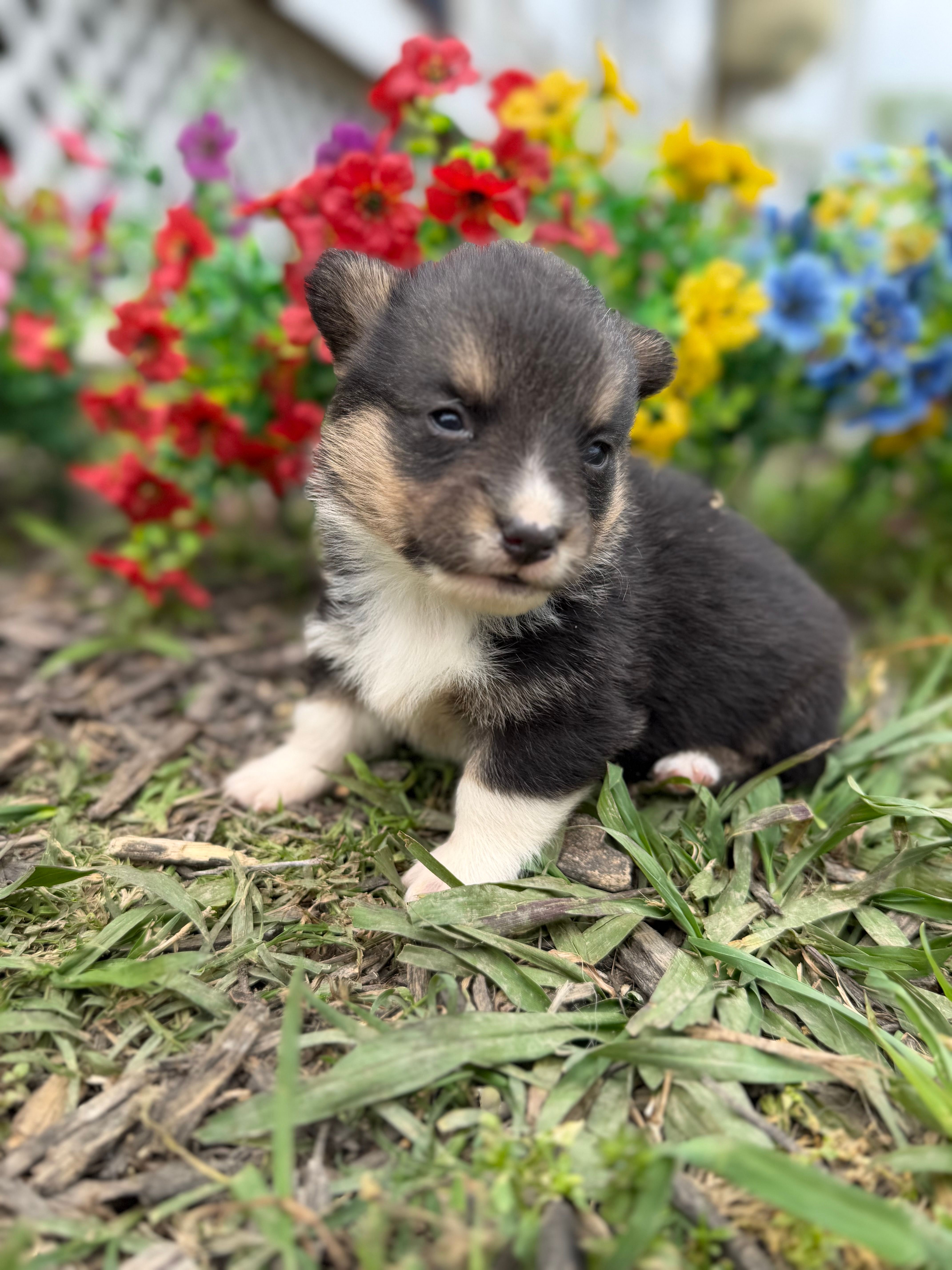 Iceman  – Pembroke Welsh Corgi puppy for sale in Berryville, AR