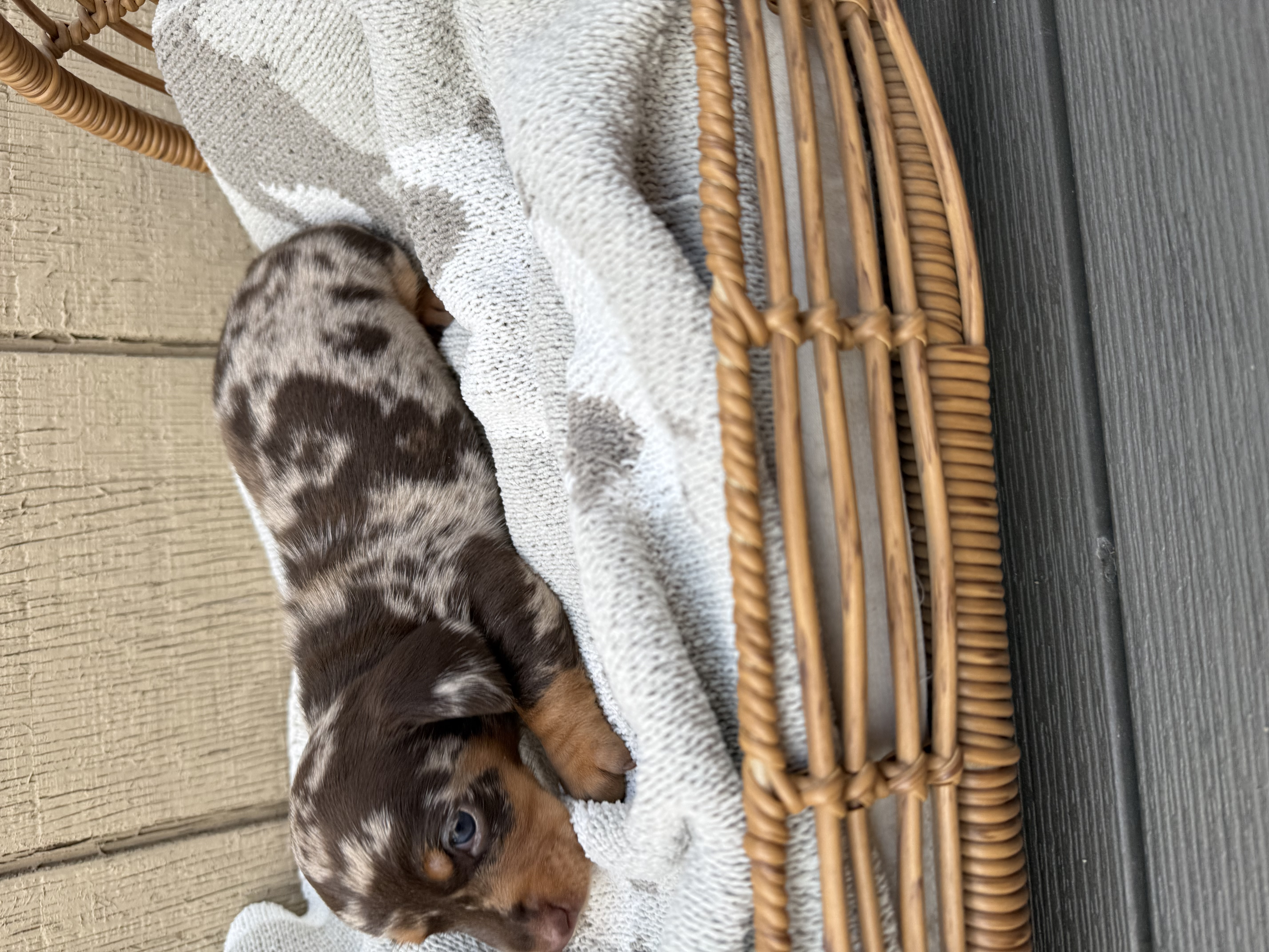 Chocolate and tan shorthair dapple 