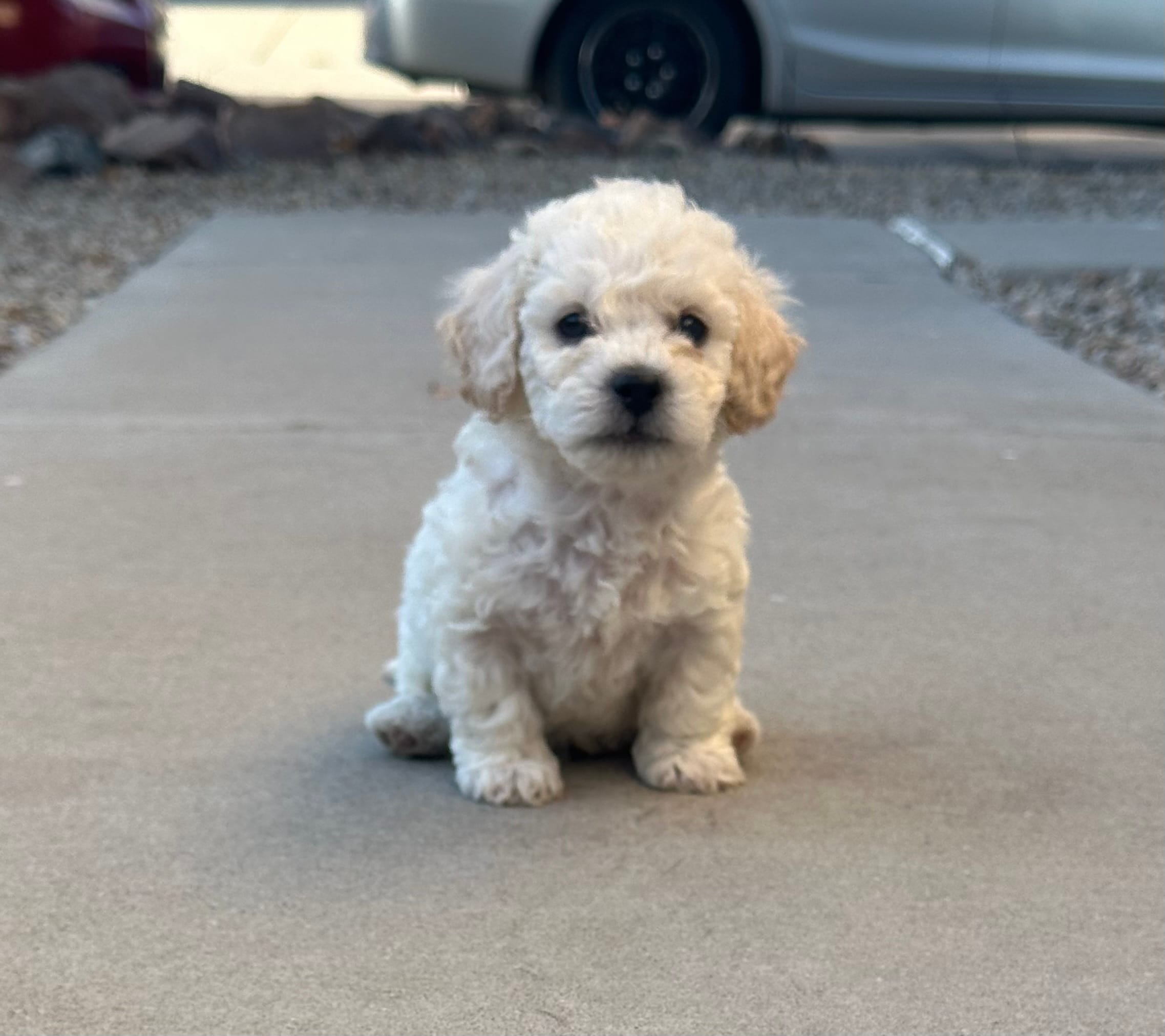Tony – Poodle - Miniature  puppy for sale in San Tan Valley, AZ