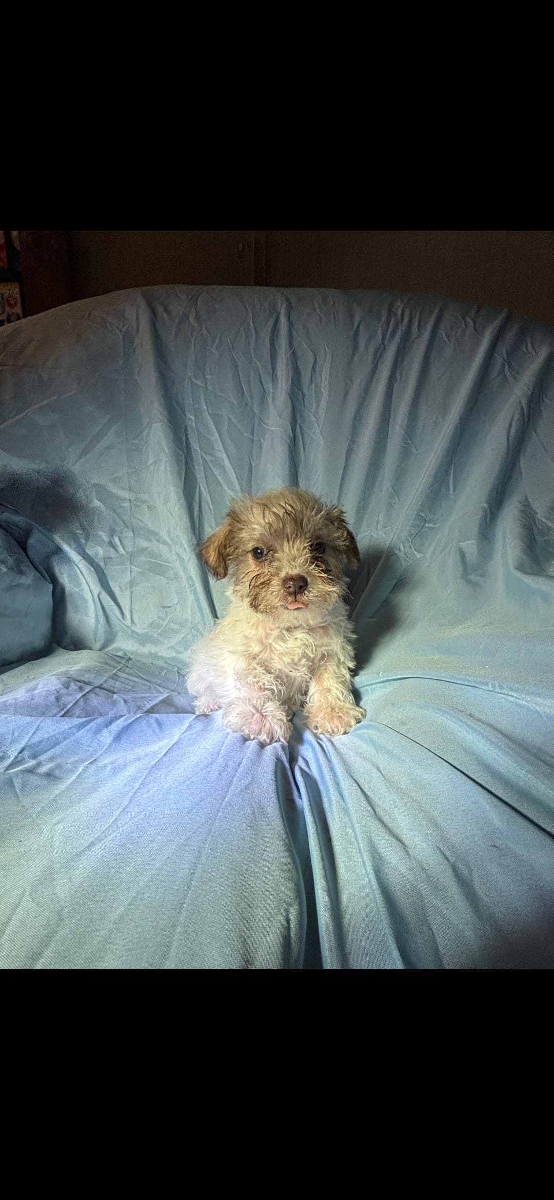 Reese – Miniature Schnauzer puppy for sale in Stoneville, NC