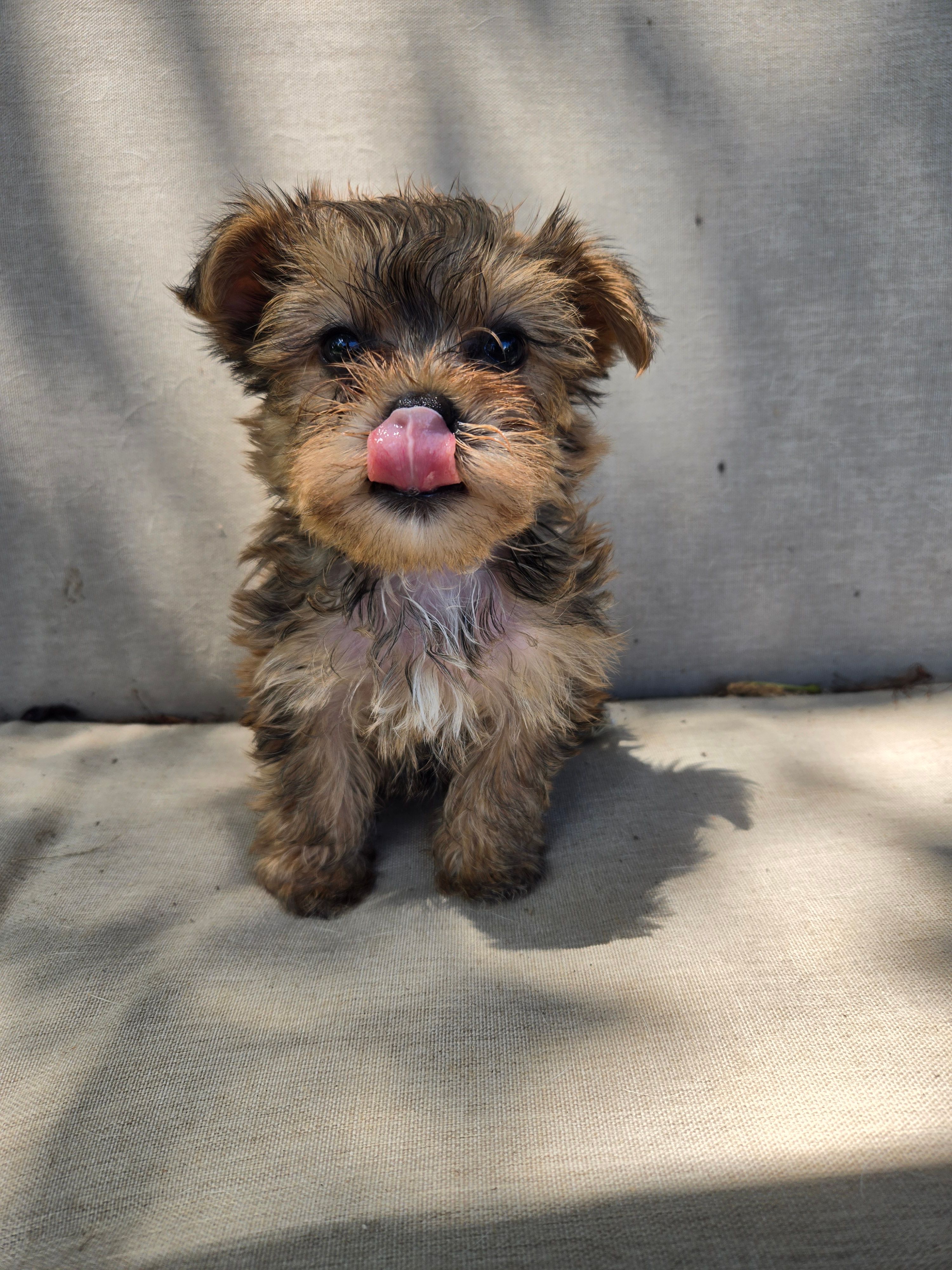 Reese – Yorkshire Terrier puppy for sale in Stoneville, NC