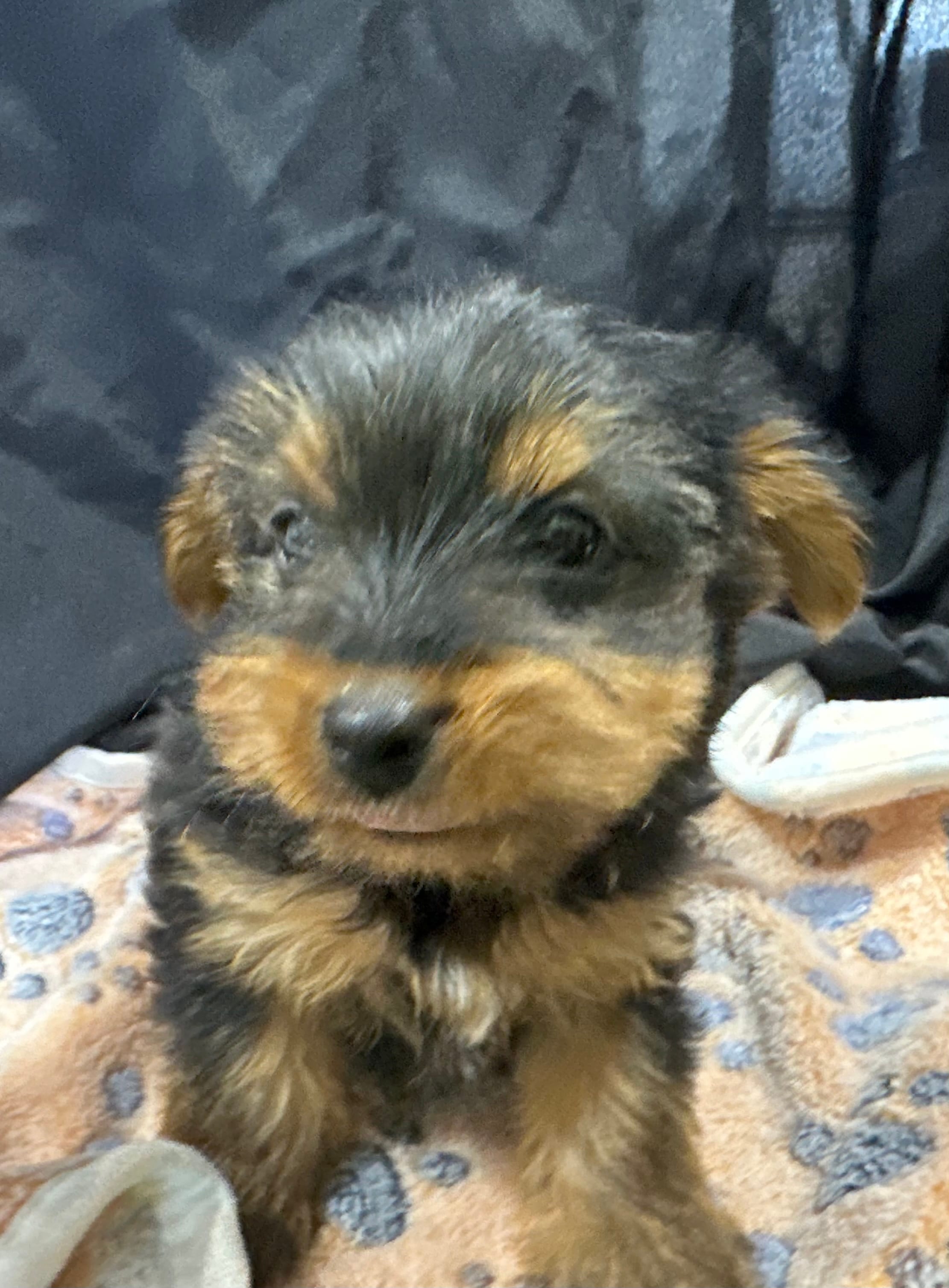 Frankie – Yorkshire Terrier puppy for sale in Athens, WI