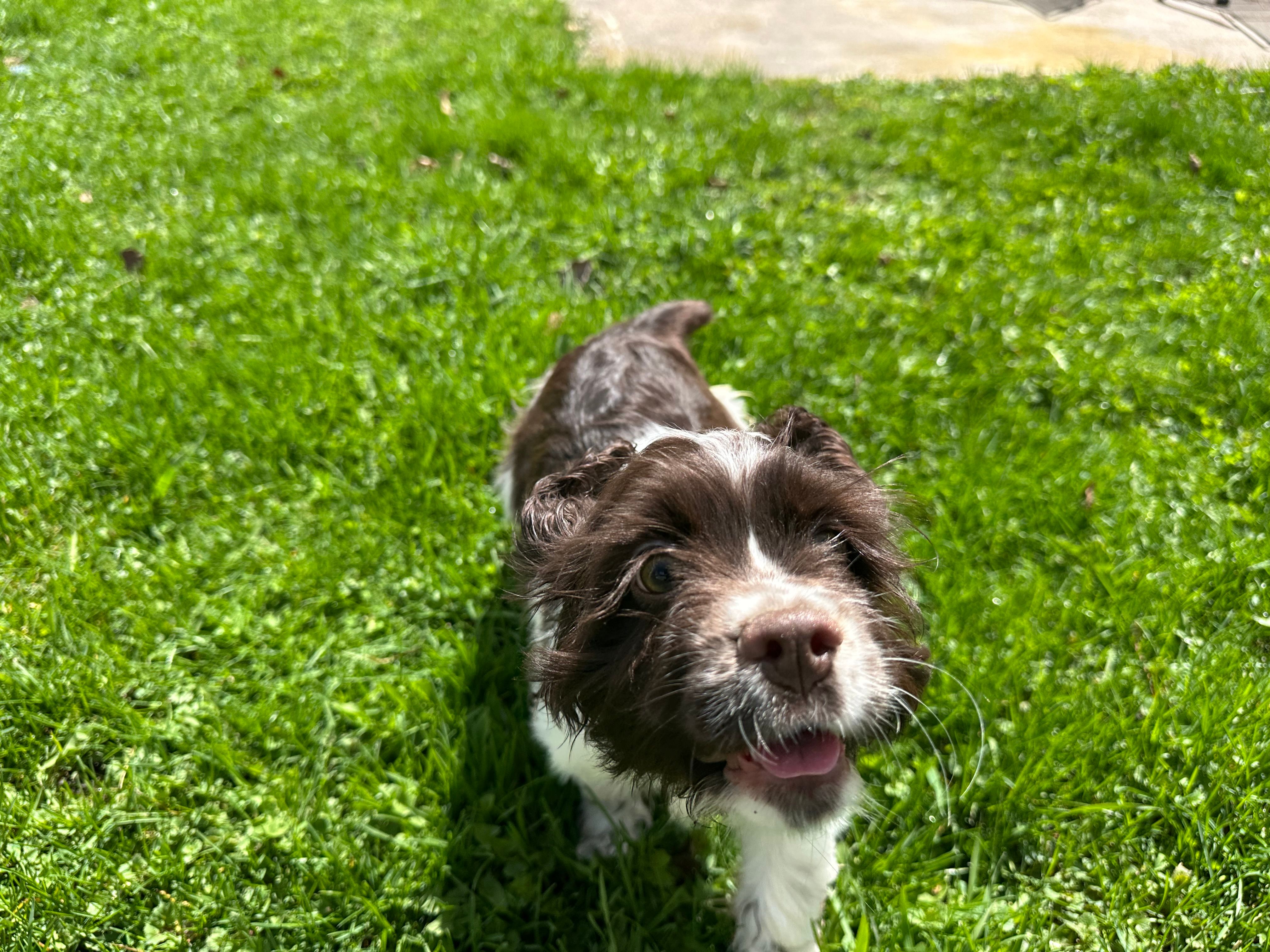 AKC Shanelle – Cocker Spaniel puppy for sale in Athens, WI