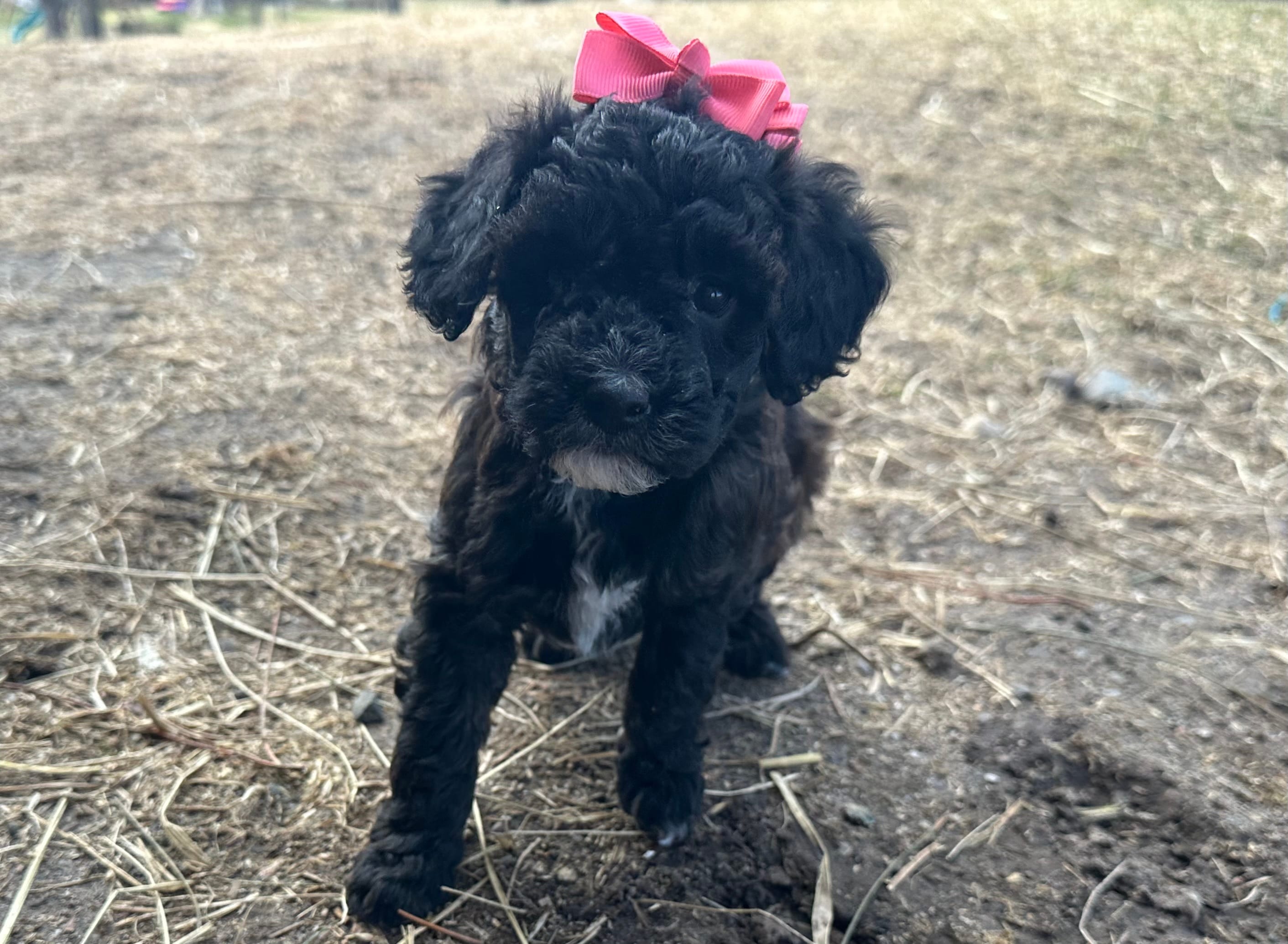 Cocoa – Poodle - Miniature  puppy for sale in Athens, WI