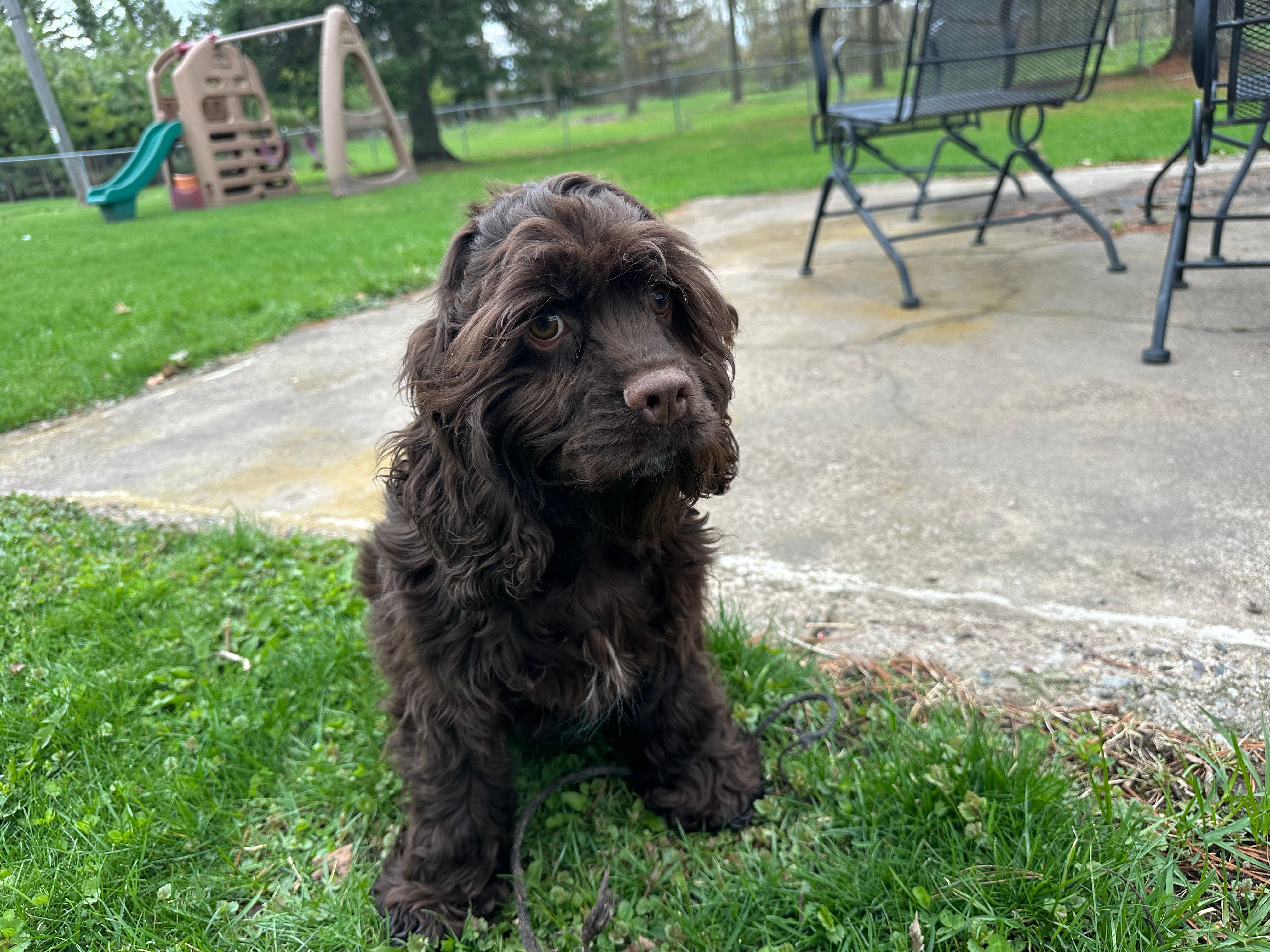AKC Mike – Cocker Spaniel puppy for sale in Athens, WI