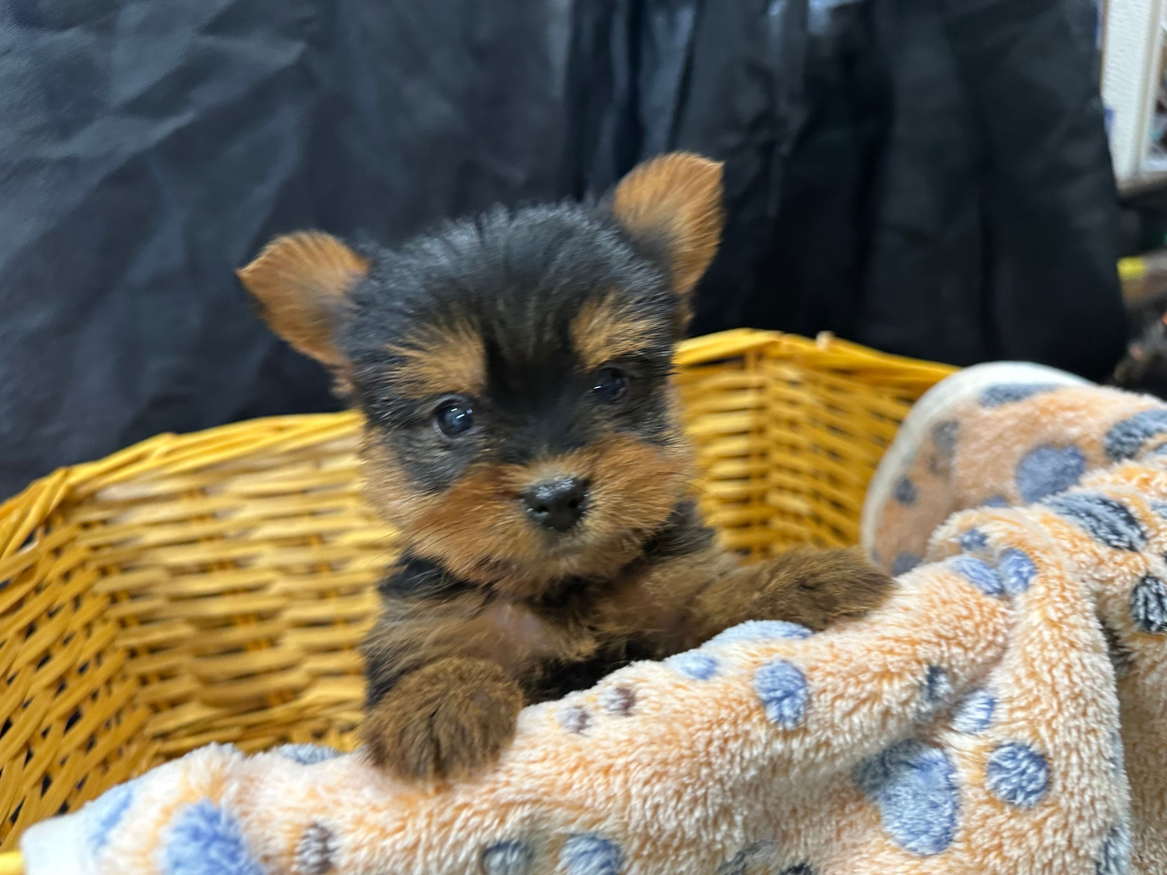Friskie – Yorkshire Terrier puppy for sale in Athens, WI