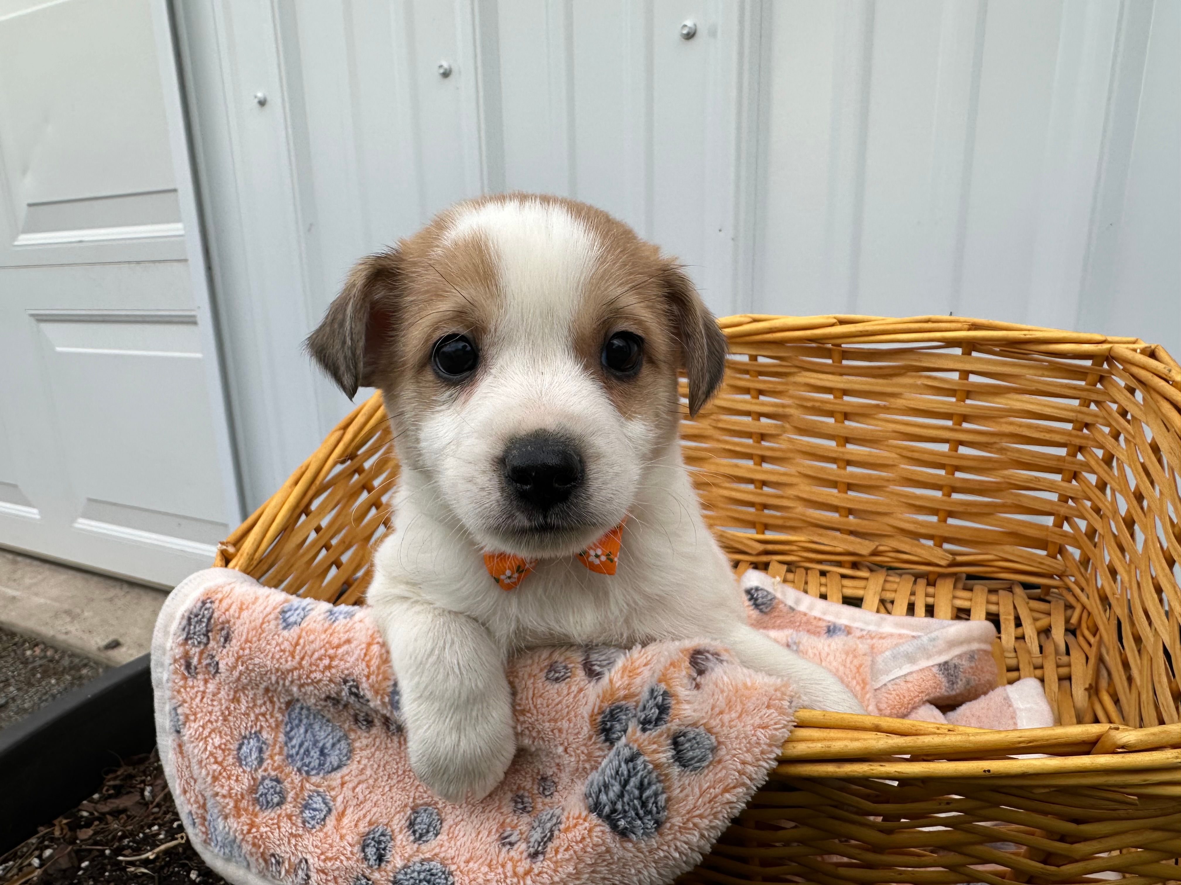 Phillip – American Eskimo, Jack Russell Terrier puppy for sale in Athens, WI