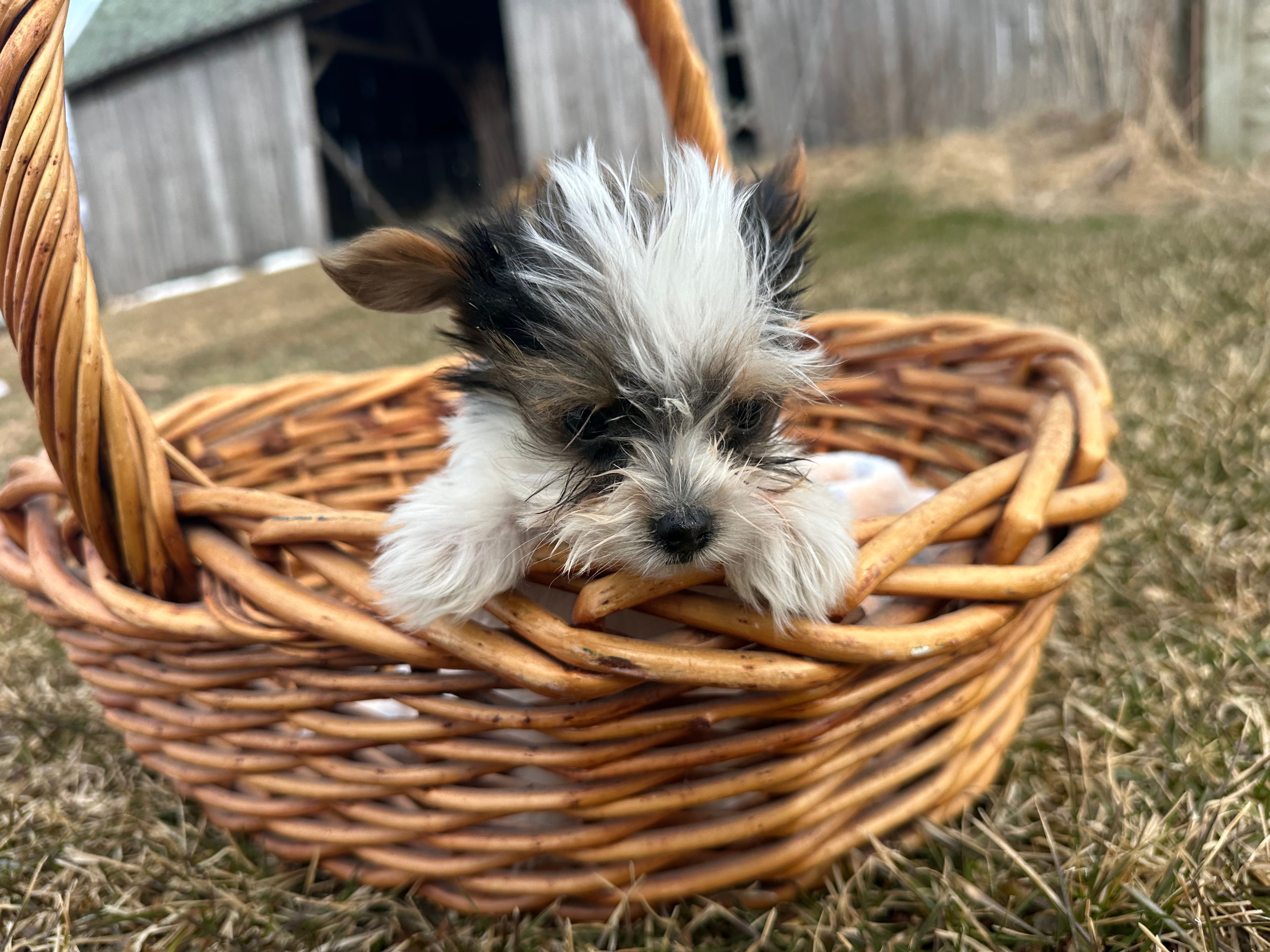Johnny  – Yorkshire Terrier puppy for sale in Athens, WI