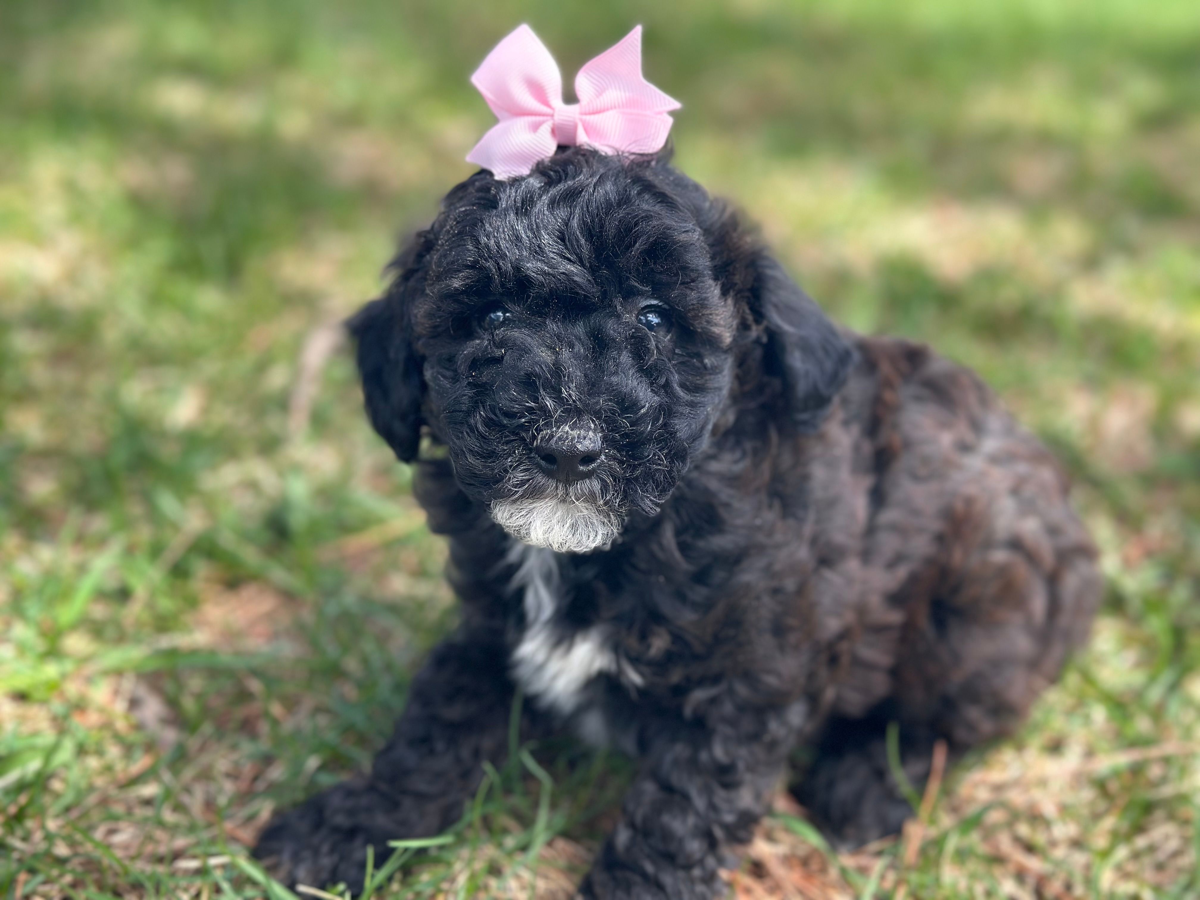 Cocoa – Poodle - Miniature  puppy for sale in Athens, WI