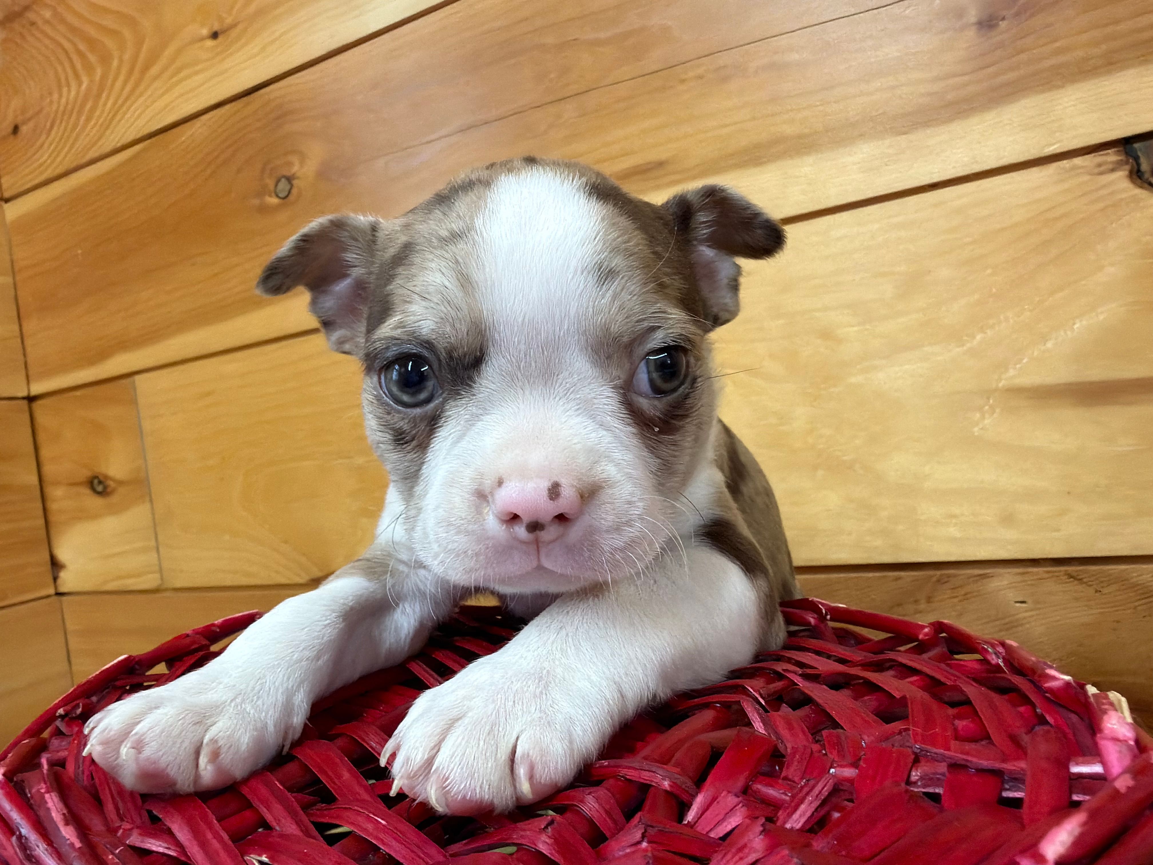Porter  – Boston Terrier puppy for sale in Athens, WI