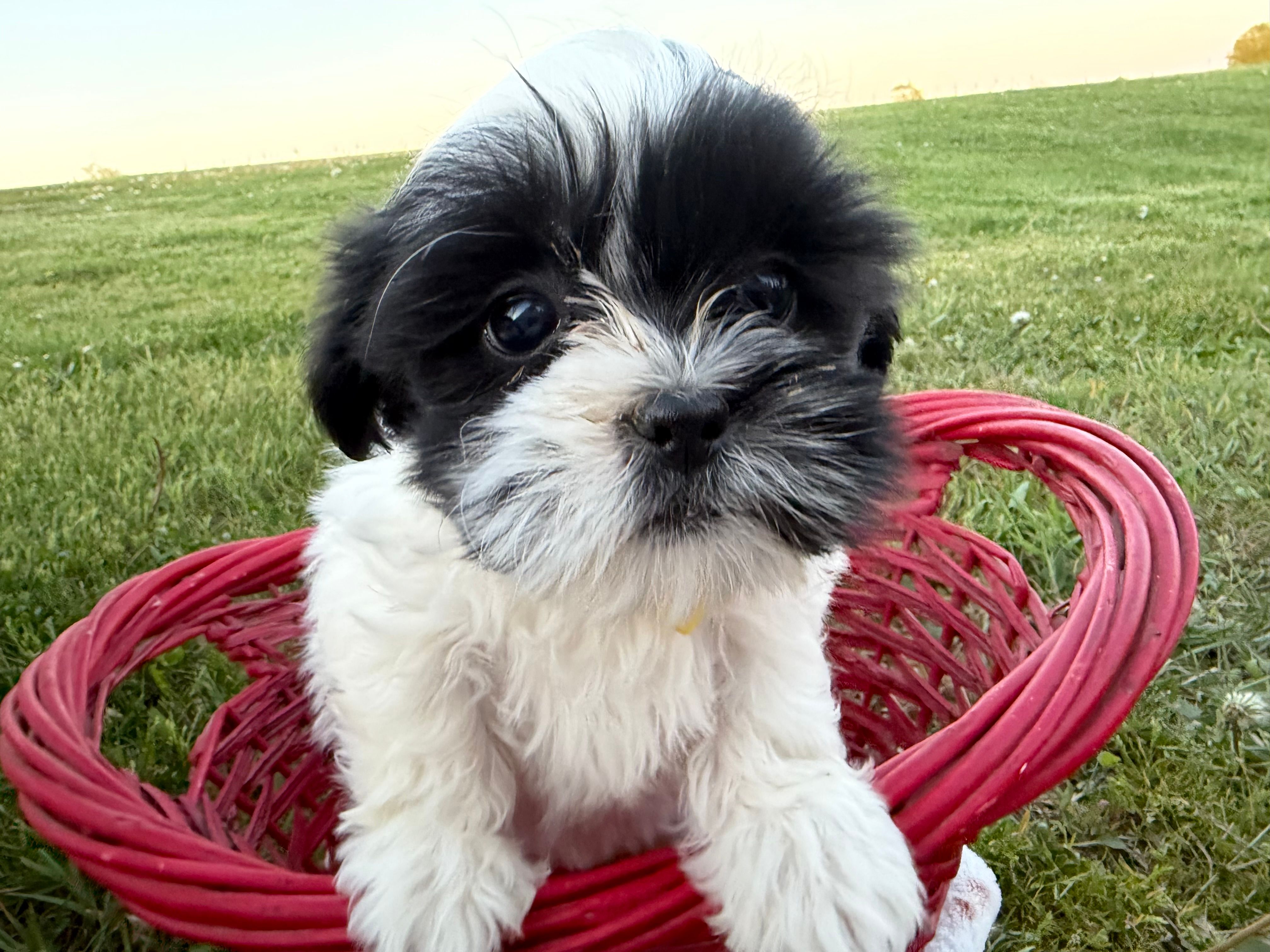 Danny – Bichon Frise, Shih Tzu puppy for sale in Athens, WI