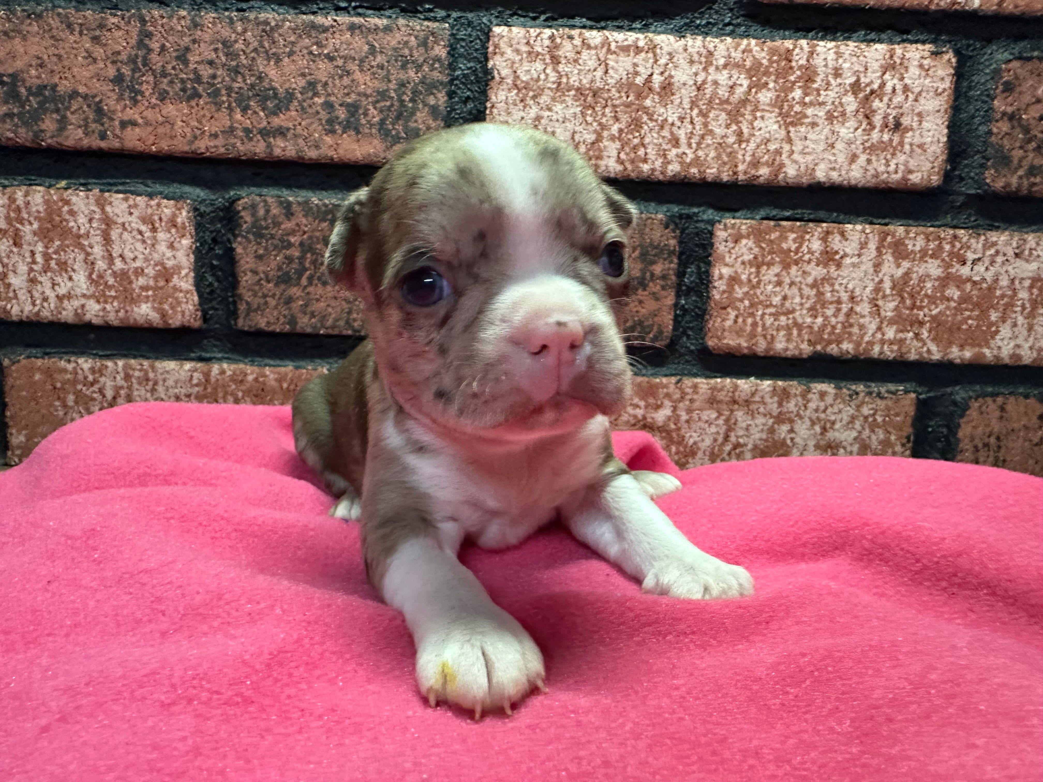 Paige – Boston Terrier puppy for sale in Athens, WI