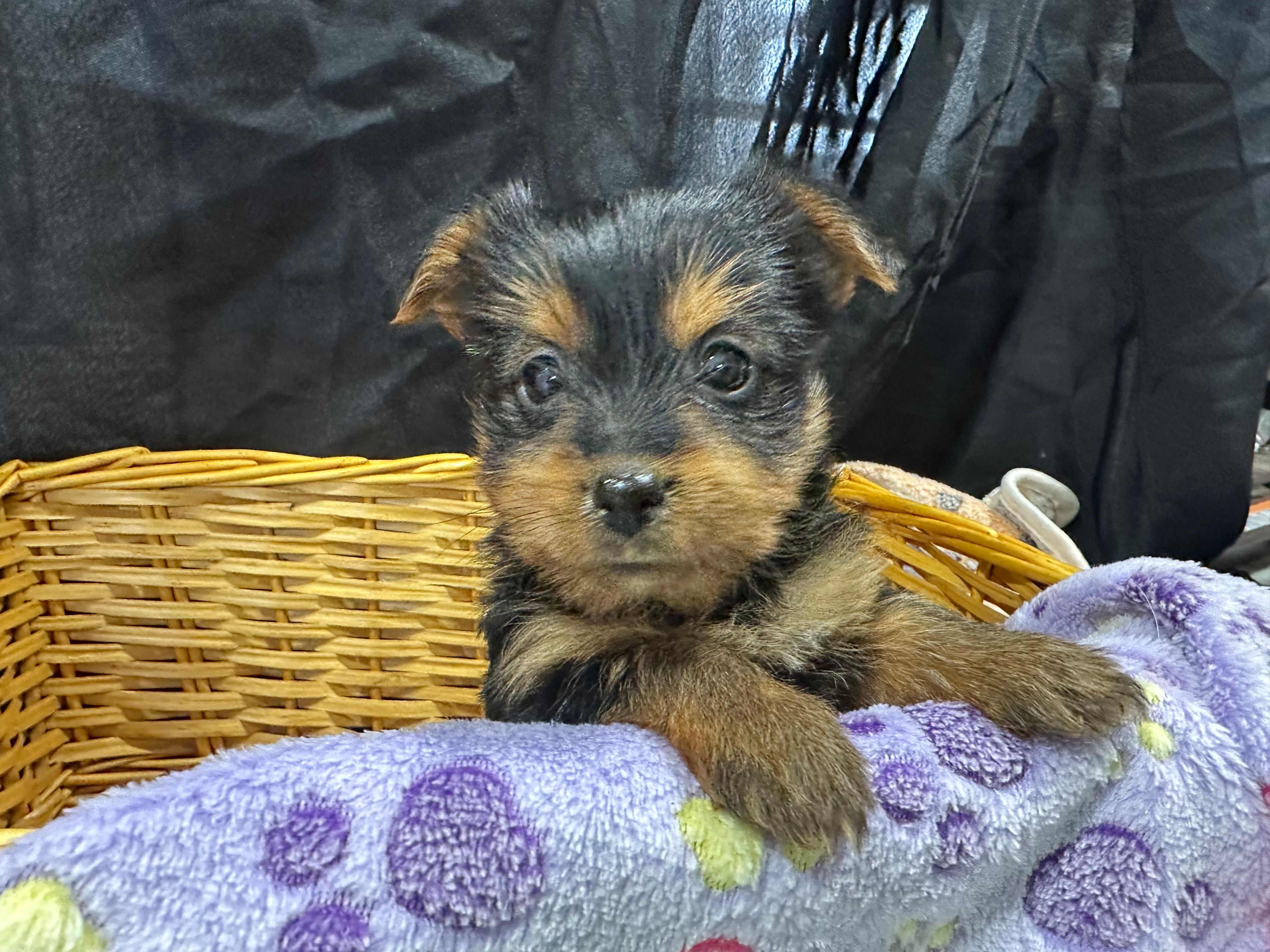 Tillie – Yorkshire Terrier puppy for sale in Athens, WI