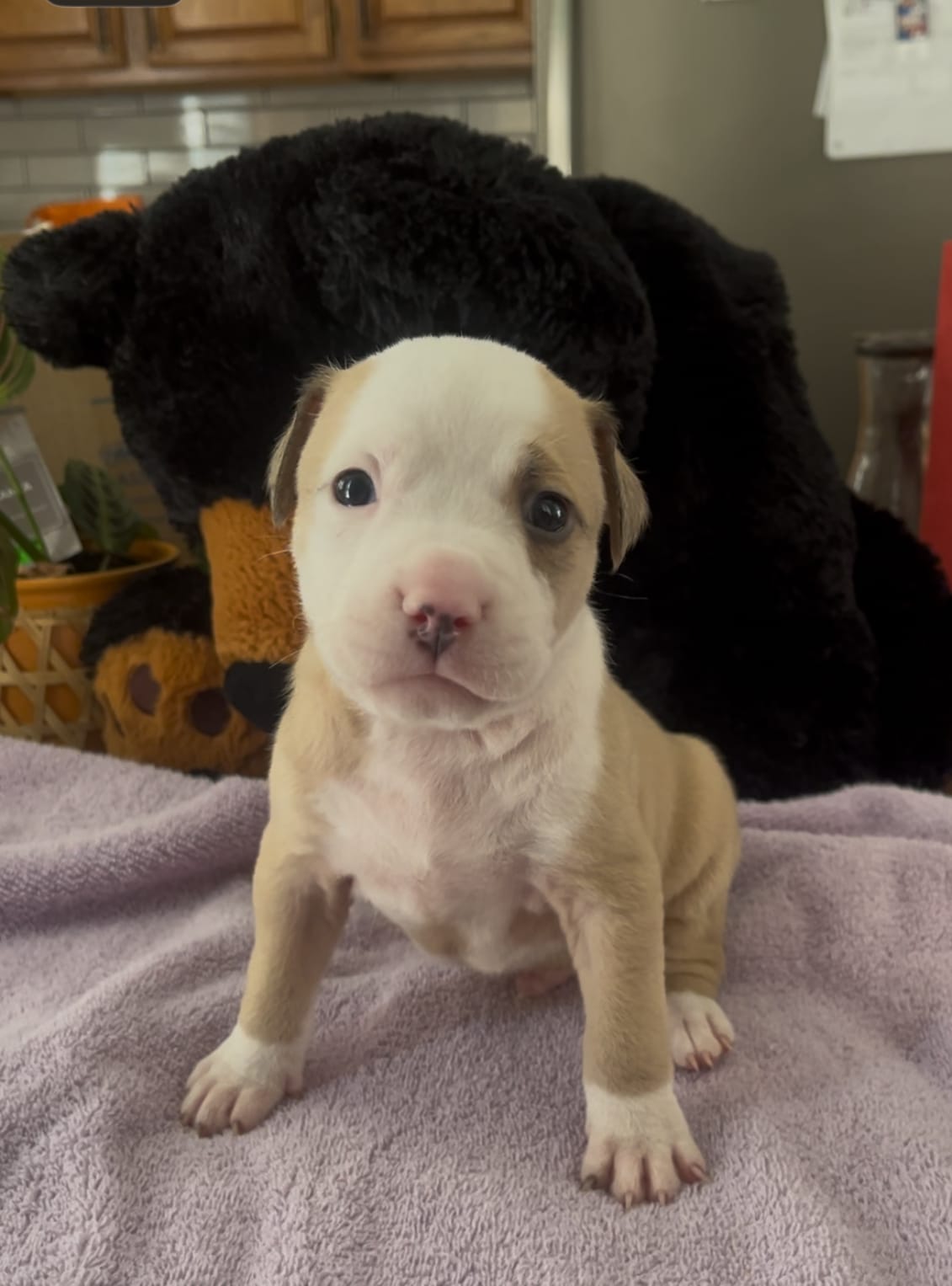 Benji – American Pit Bull Terrier puppy for sale in Pittston, PA
