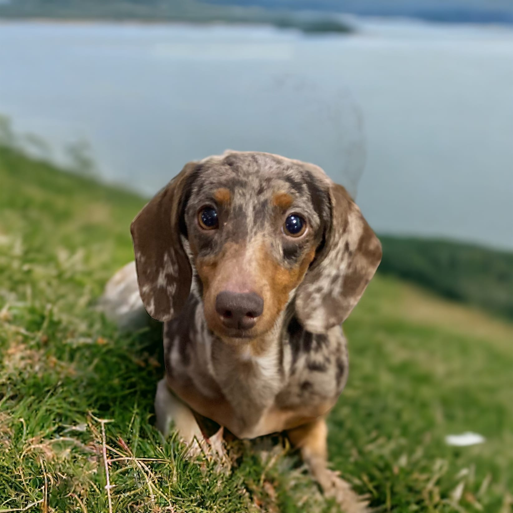 Fiesta  – Miniature Dachshund puppy for sale in Litchfield, IL
