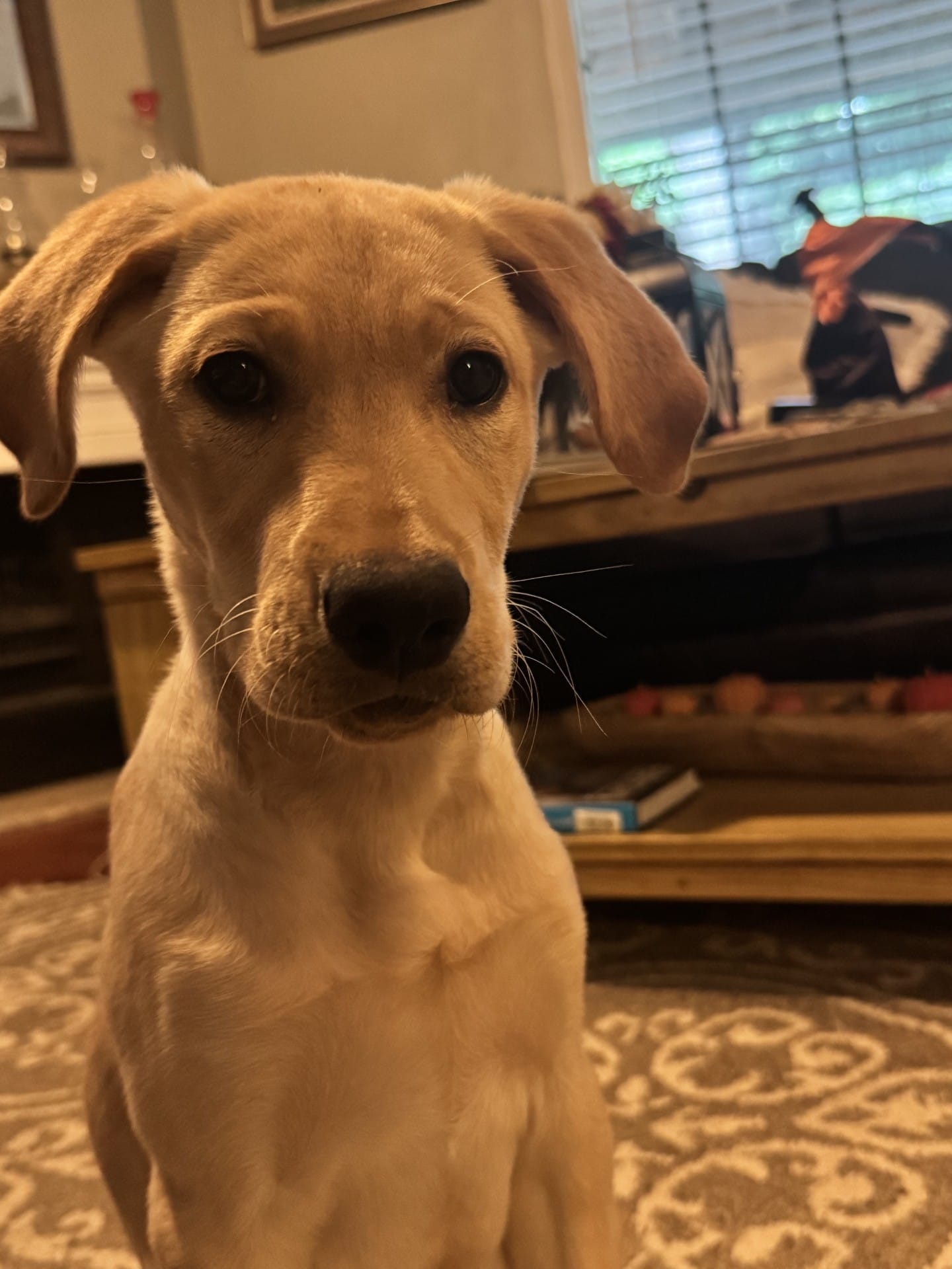 Red Collar Aphrodite – Labrador Retriever puppy for sale in Maysville, GA