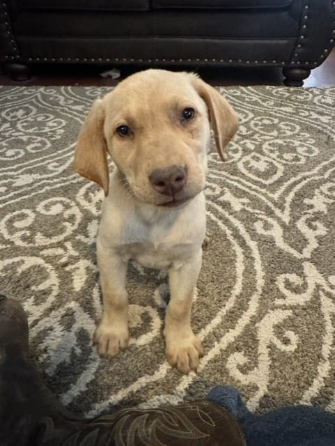 Purple Collar Aphrodite – Labrador Retriever puppy for sale in Maysville, GA