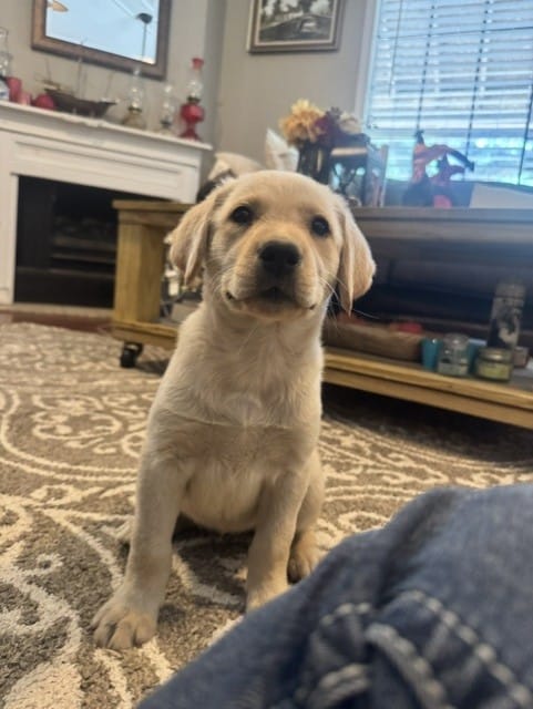 Purple Collar Athena – Labrador Retriever puppy for sale in Maysville, GA