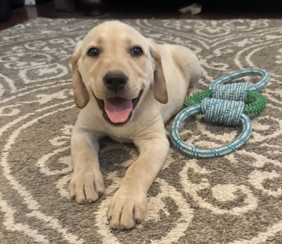 Grey Collar Aphrodite – Labrador Retriever puppy for sale in Maysville, GA