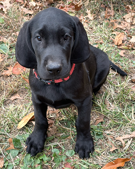 Red Boy – Great Dane, Golden Retriever puppy for sale in Pittsburgh, PA