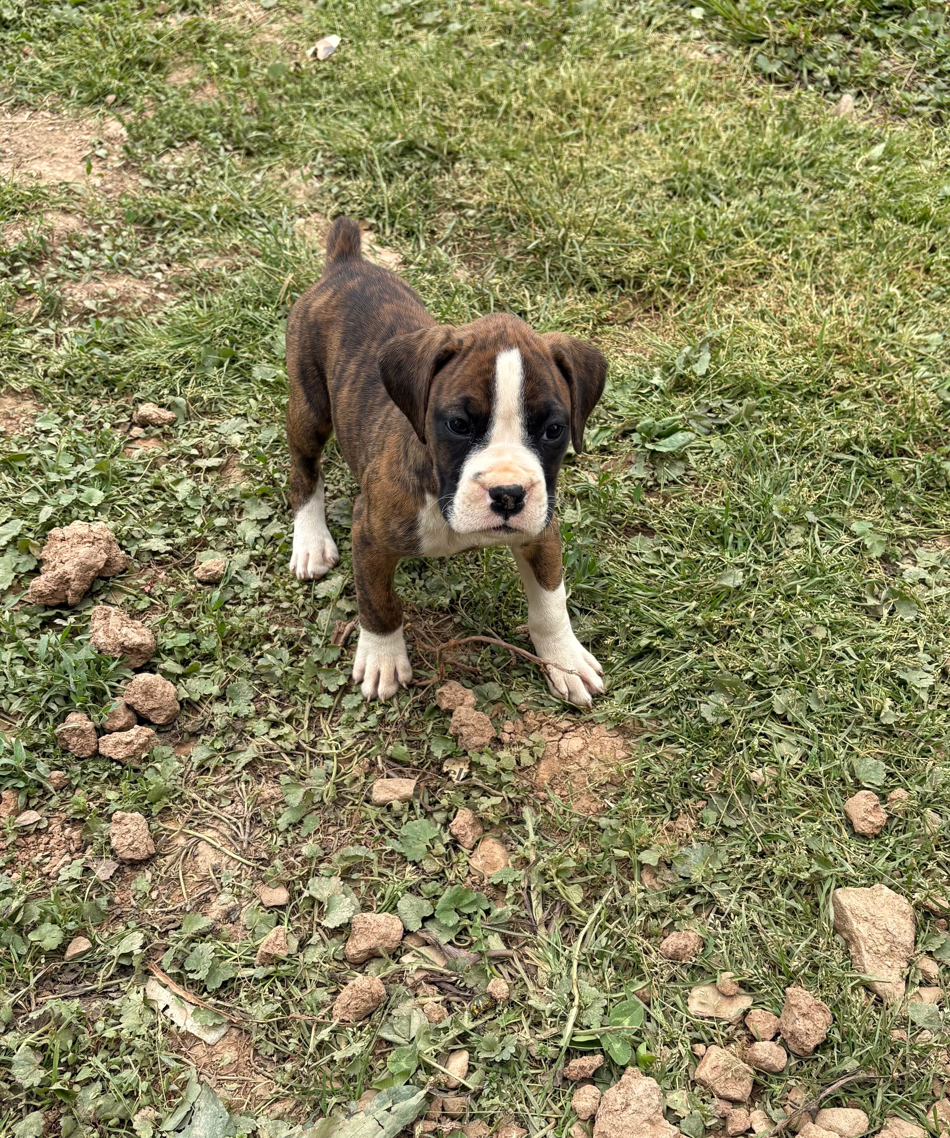 Puppy 1 – Boxer puppy for sale in Ohio, OH