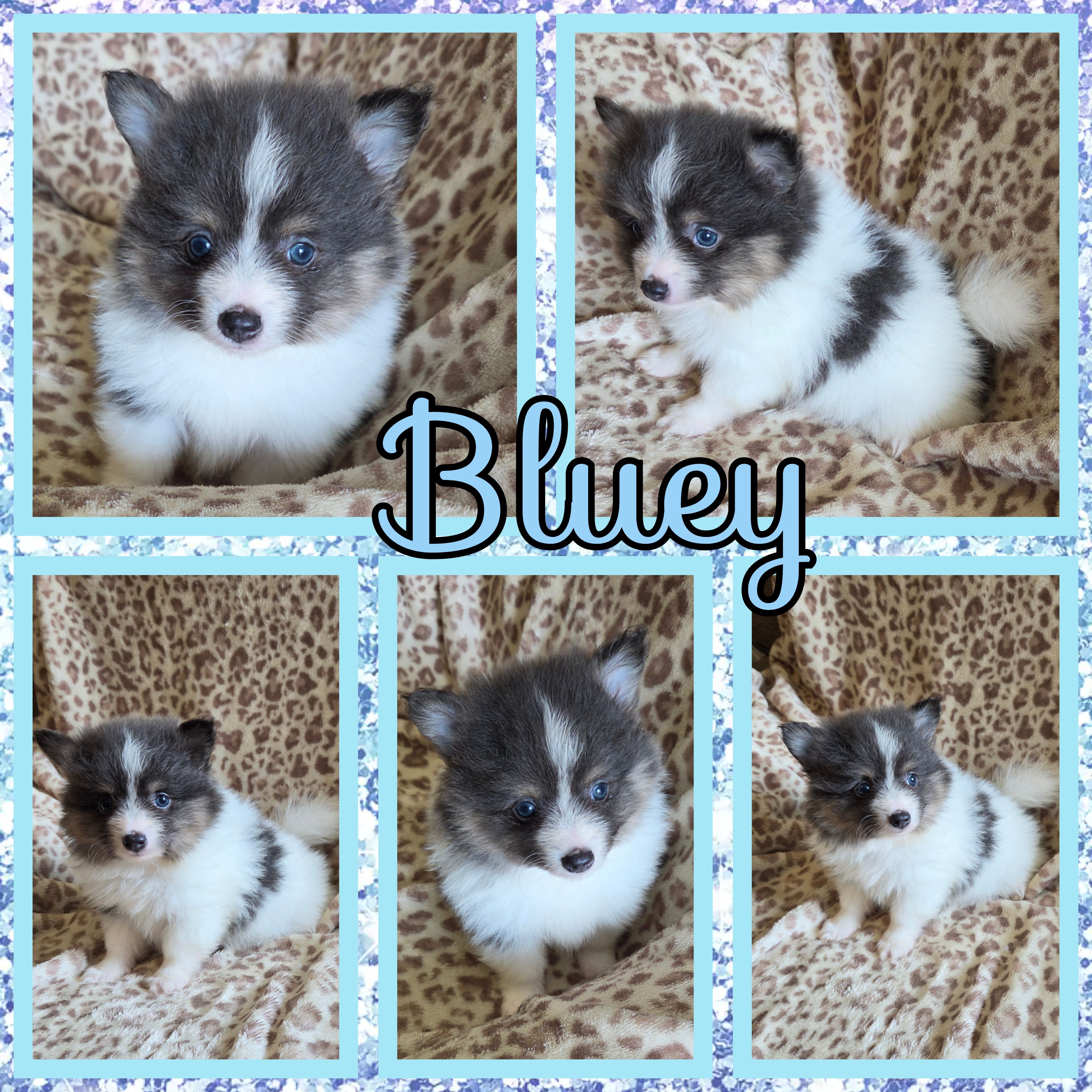 Bluey – Pomeranian puppy for sale in Poplarville, MS