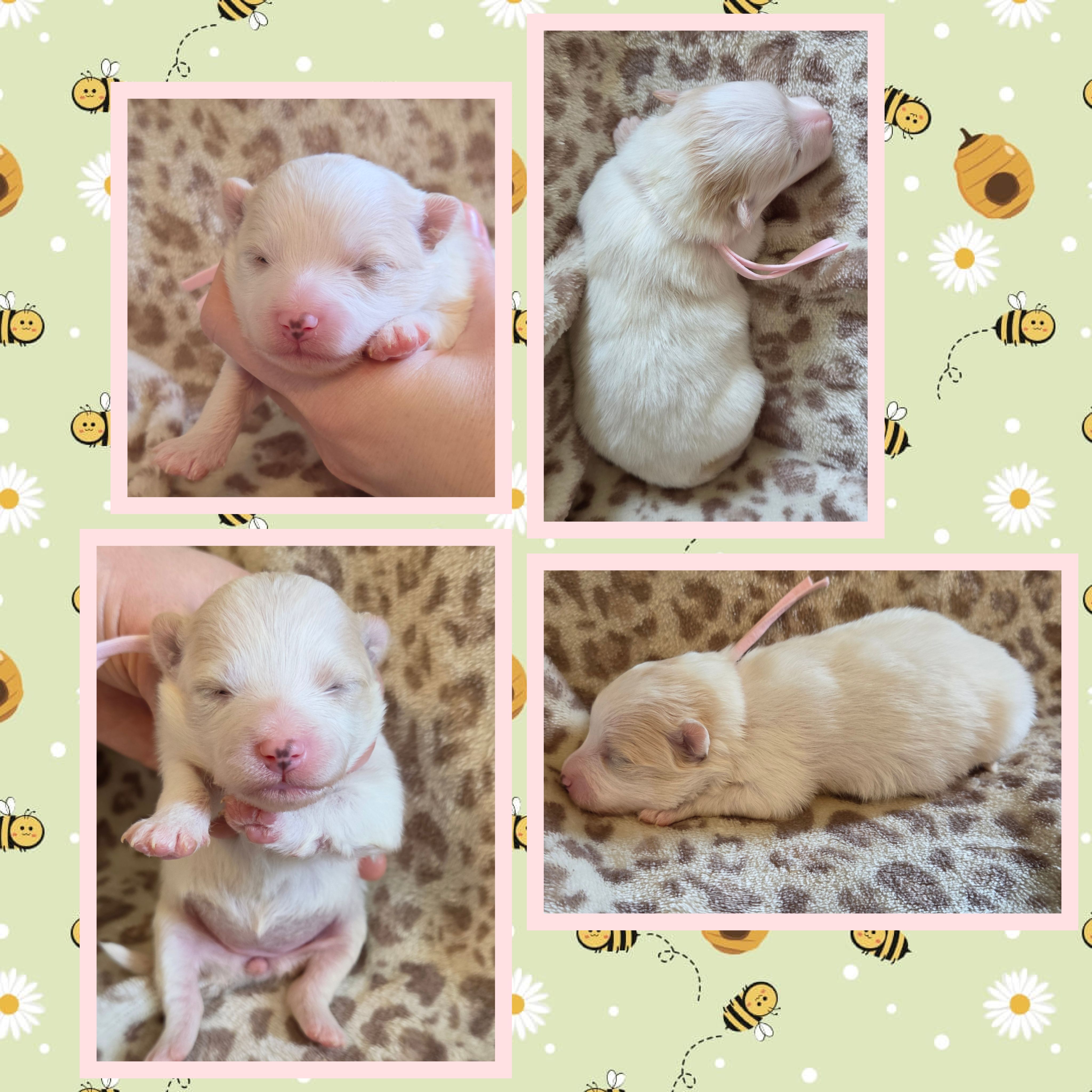 Cream parti (pink collar) – Pomeranian puppy for sale in Poplarville, MS