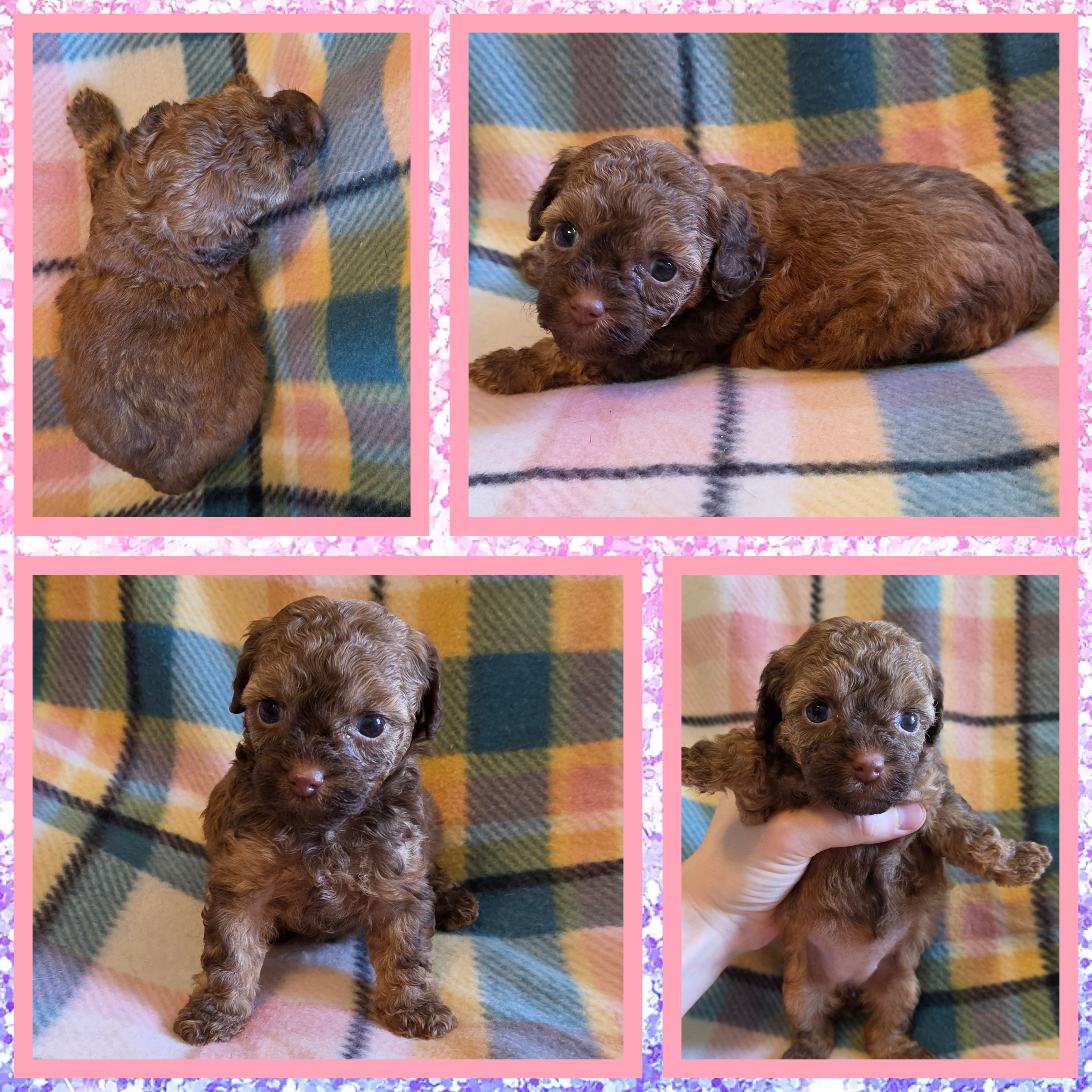 Cinnamon – Poodle - Toy  puppy for sale in Poplarville, MS