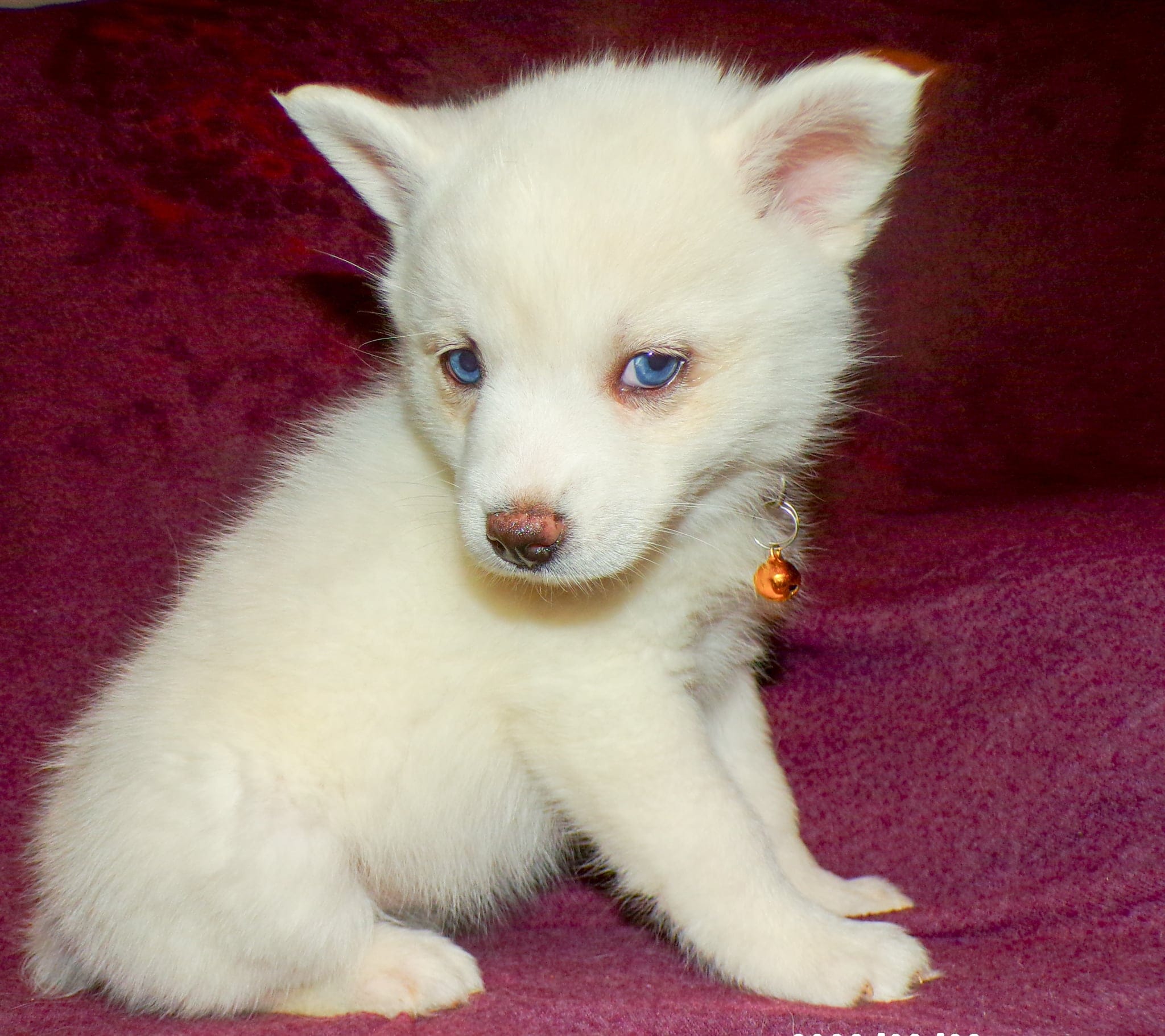 Pollie  – Pomsky puppy for sale in Fargo, ND