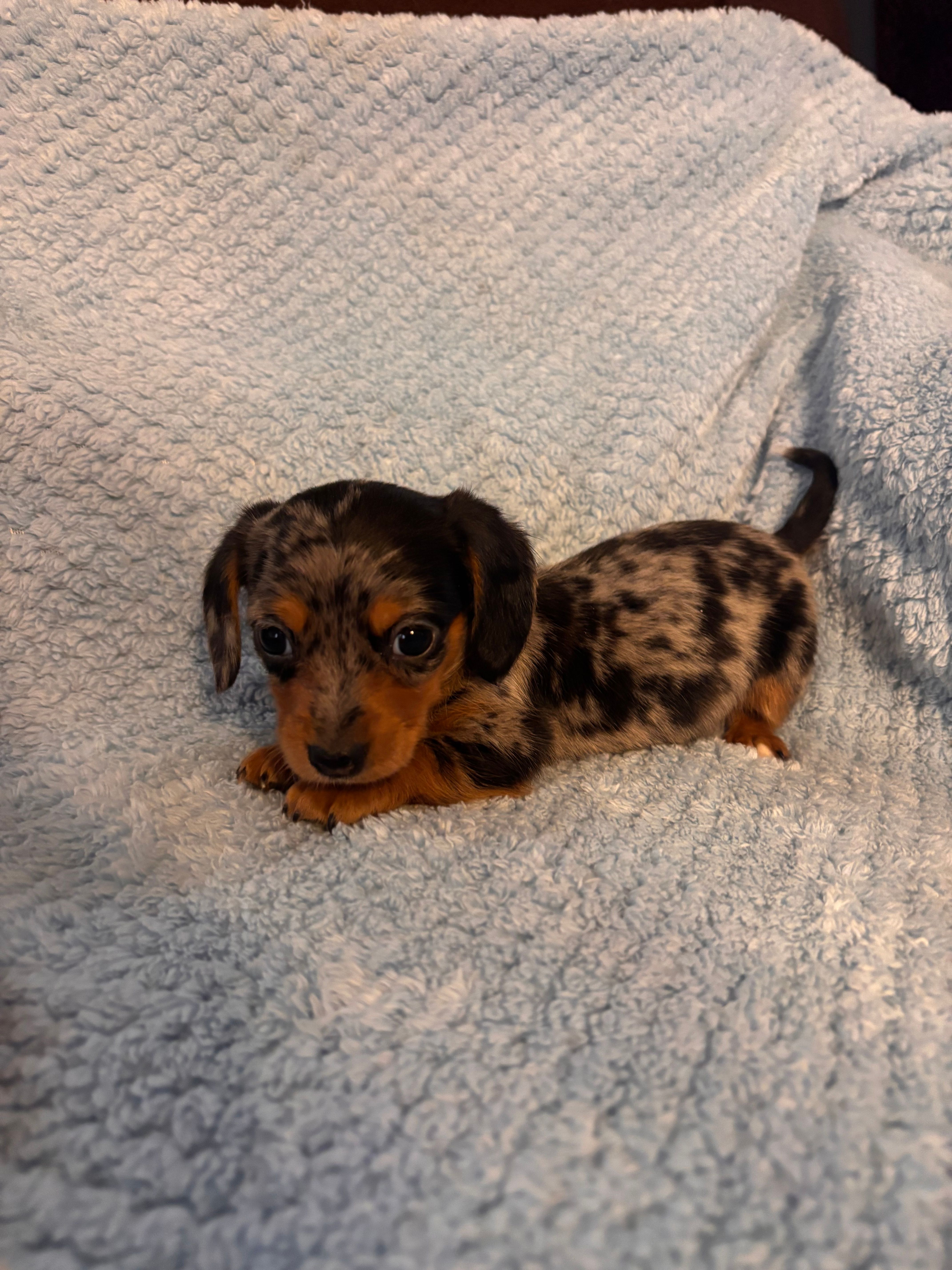 Dapper Dan – Miniature Dachshund puppy for sale in London, AR