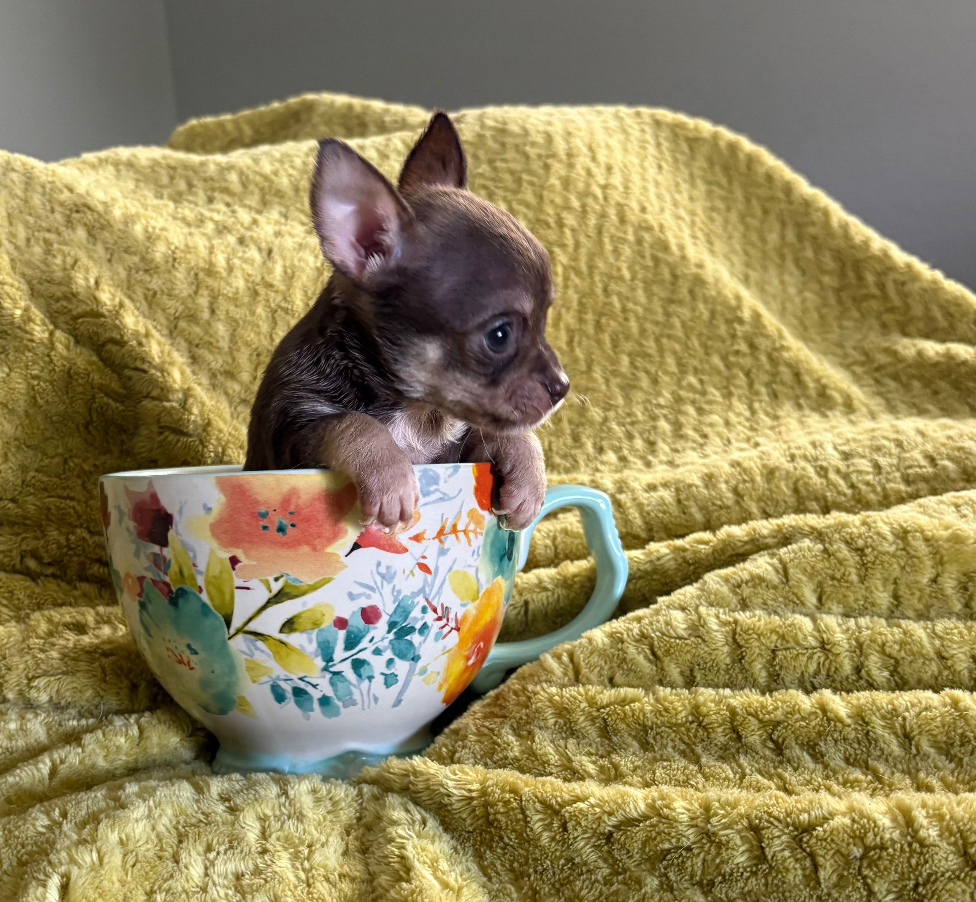 Chip – Chihuahua puppy for sale in Talihina, OK