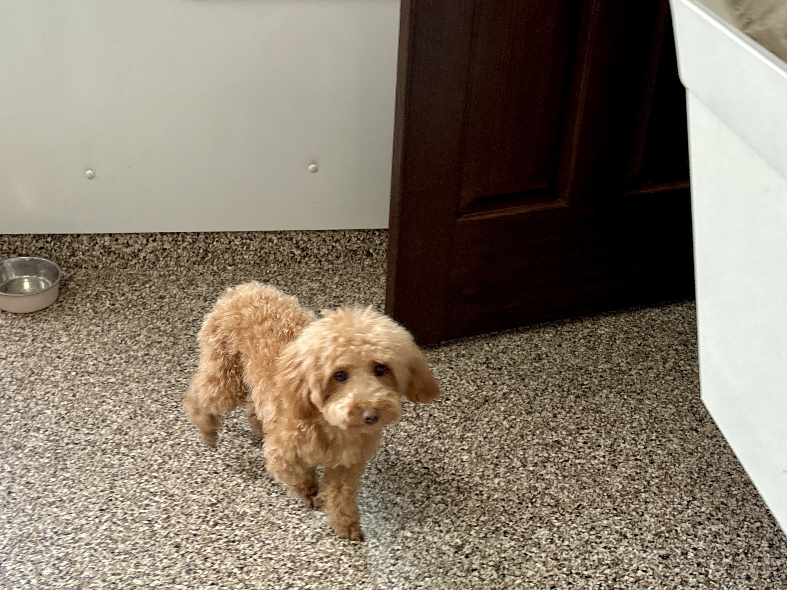 Pooton  – Coton de Tulear, Poodle - Toy  puppy for sale in Nappanee, IN